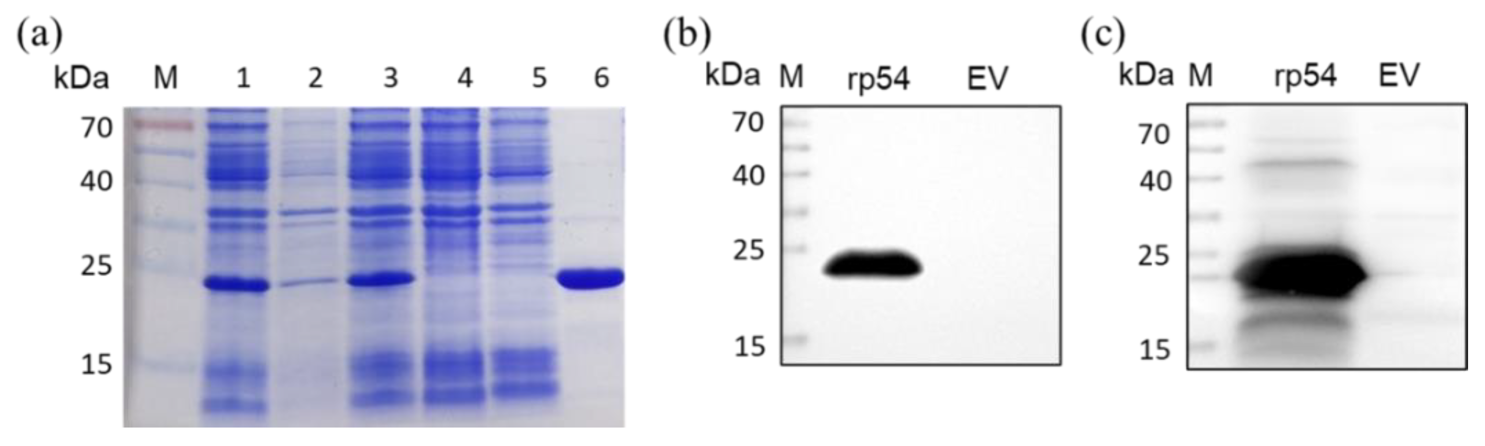 Viruses 14 02335 g002 Viruses 14 02335 g002