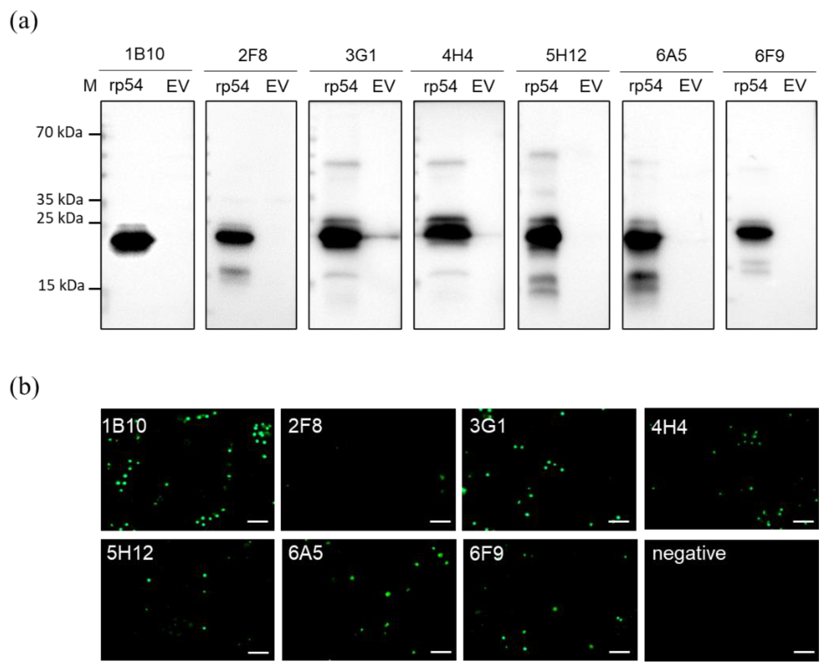 Viruses 14 02335 g003 Viruses 14 02335 g003