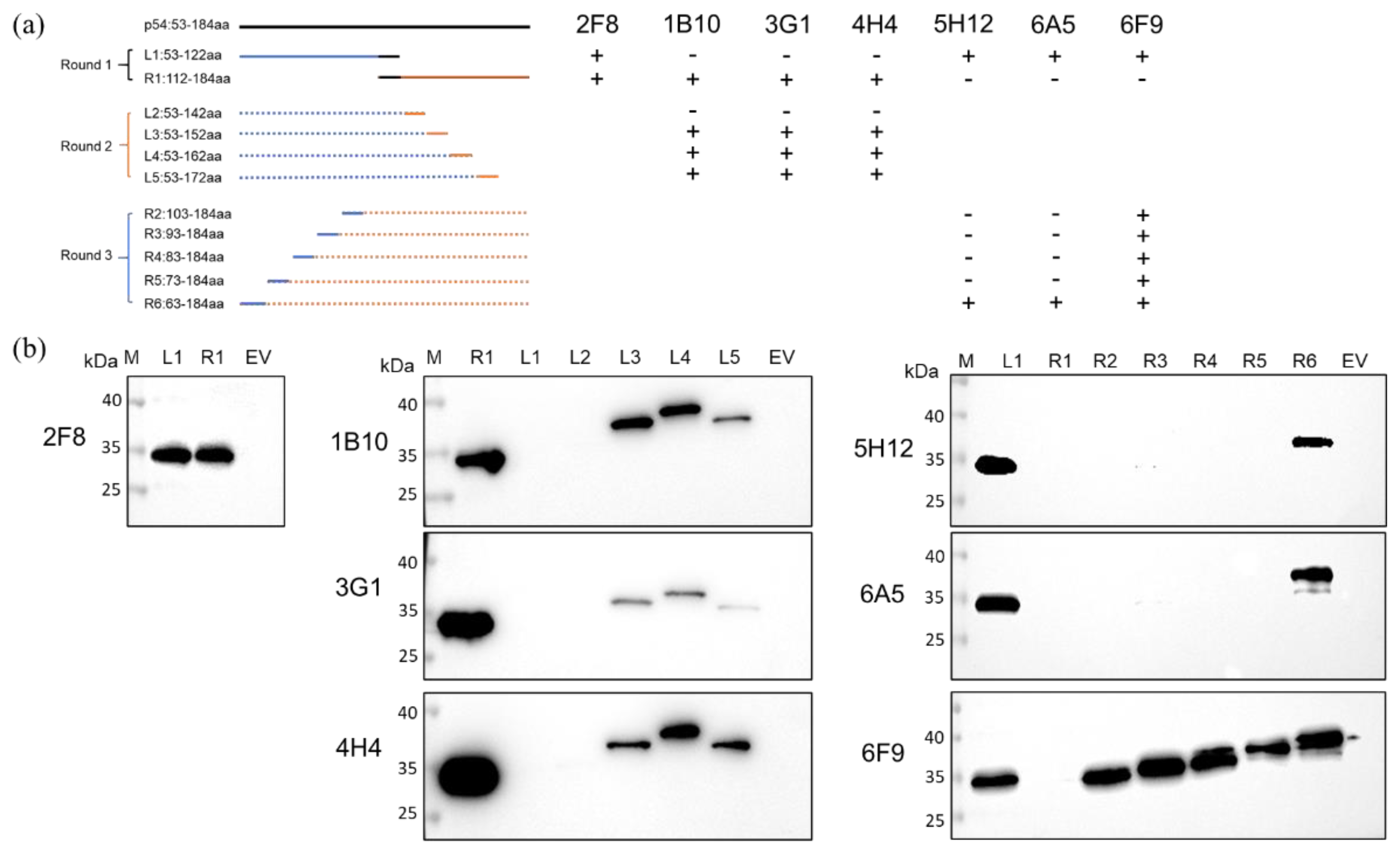 Viruses 14 02335 g004 Viruses 14 02335 g004