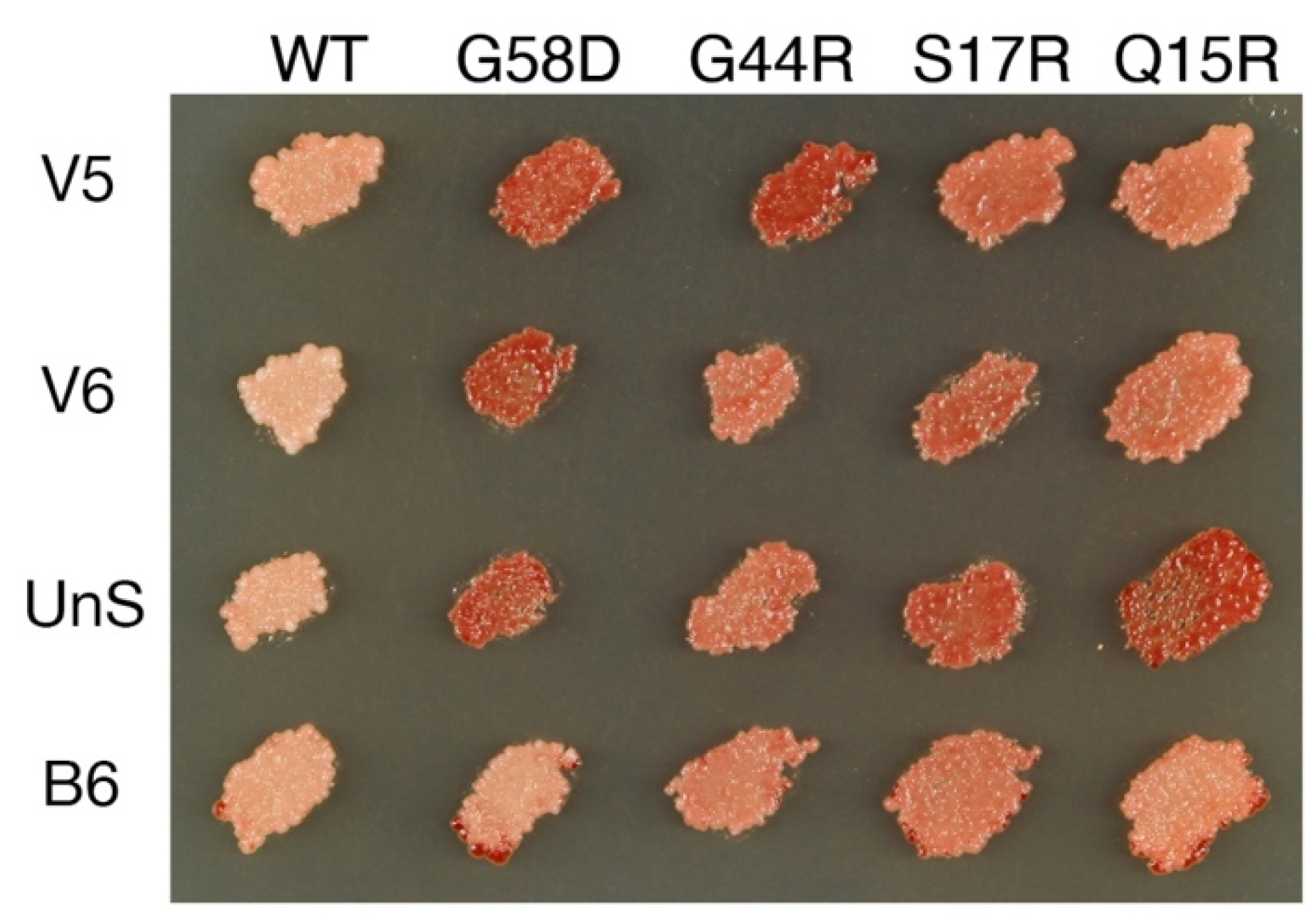 Viruses 14 02337 g001 Viruses 14 02337 g001