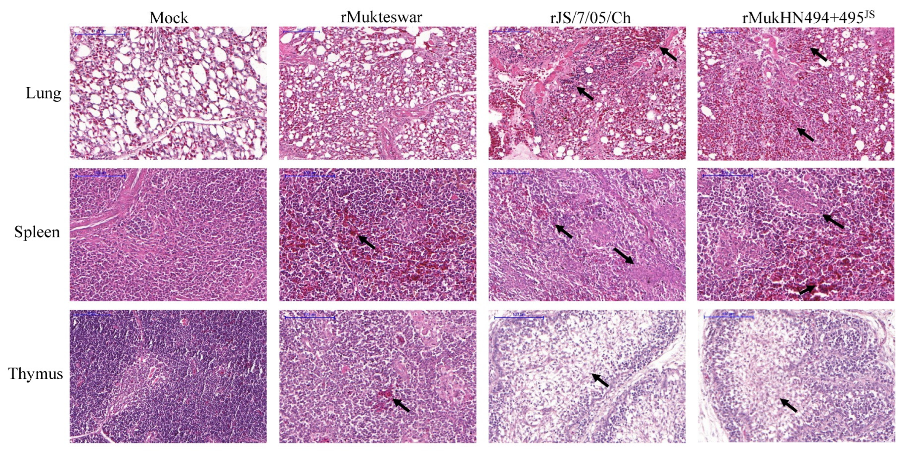 Viruses 14 02338 g009 Viruses 14 02338 g009