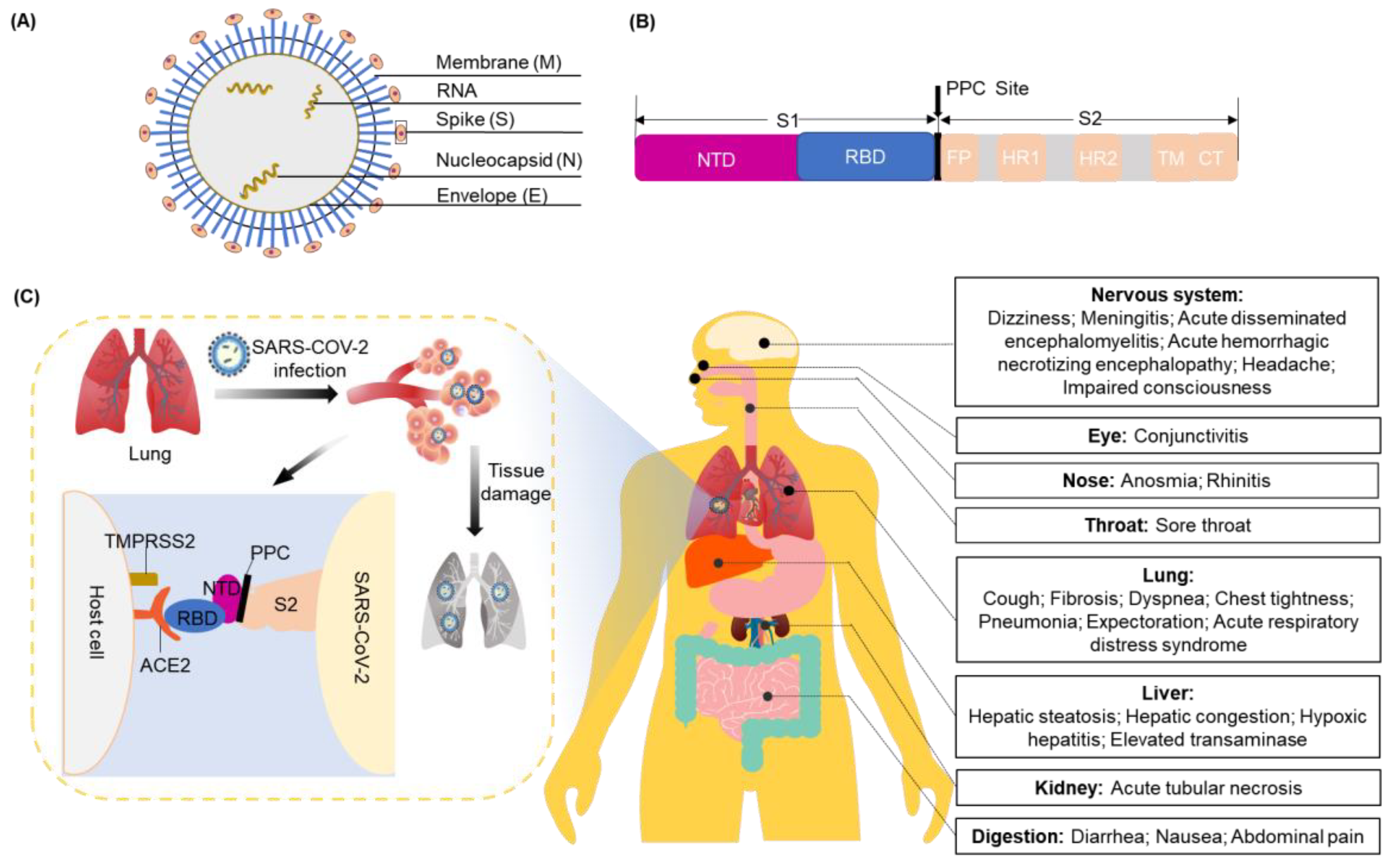 Viruses 14 02346 g001