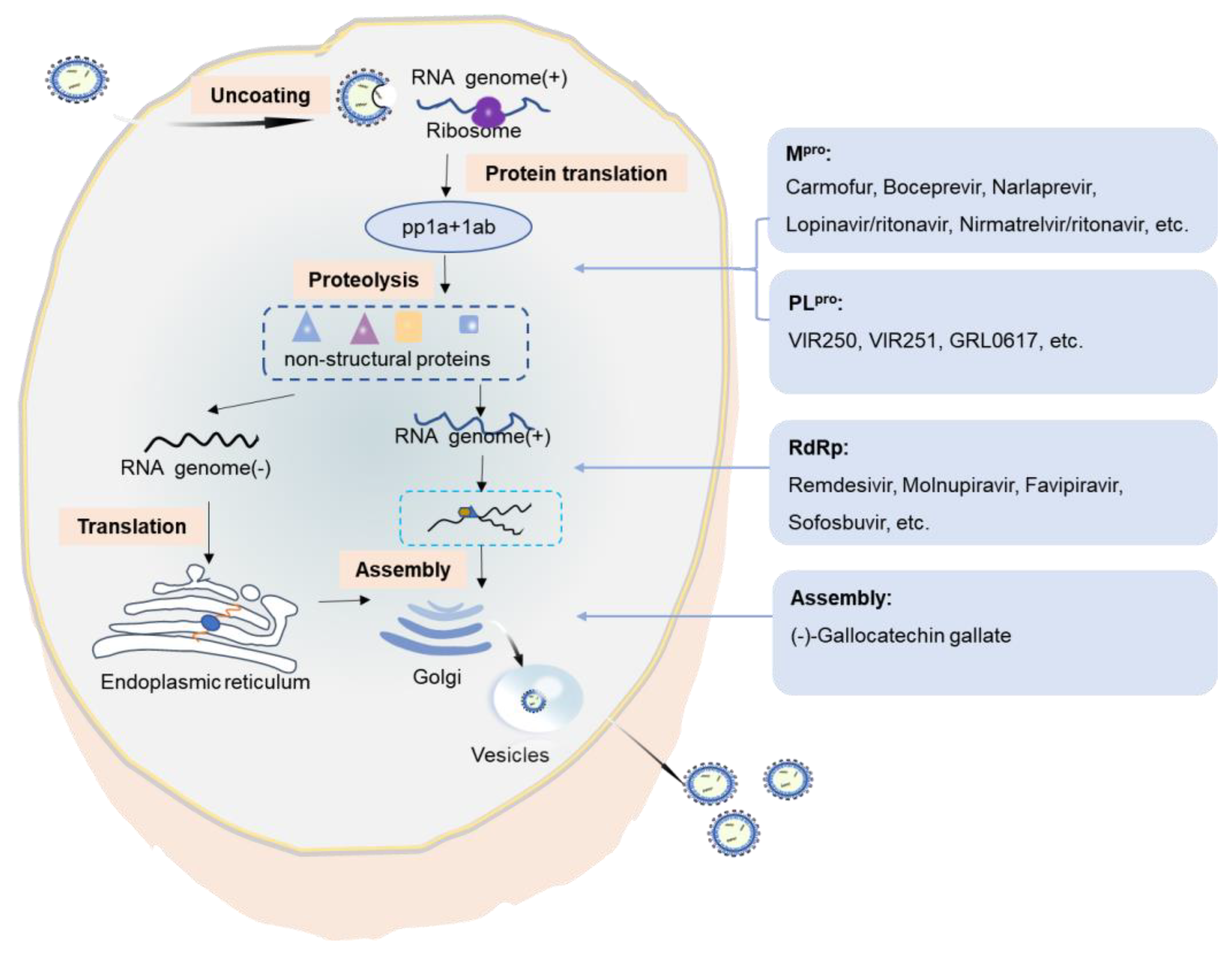 Viruses 14 02346 g004