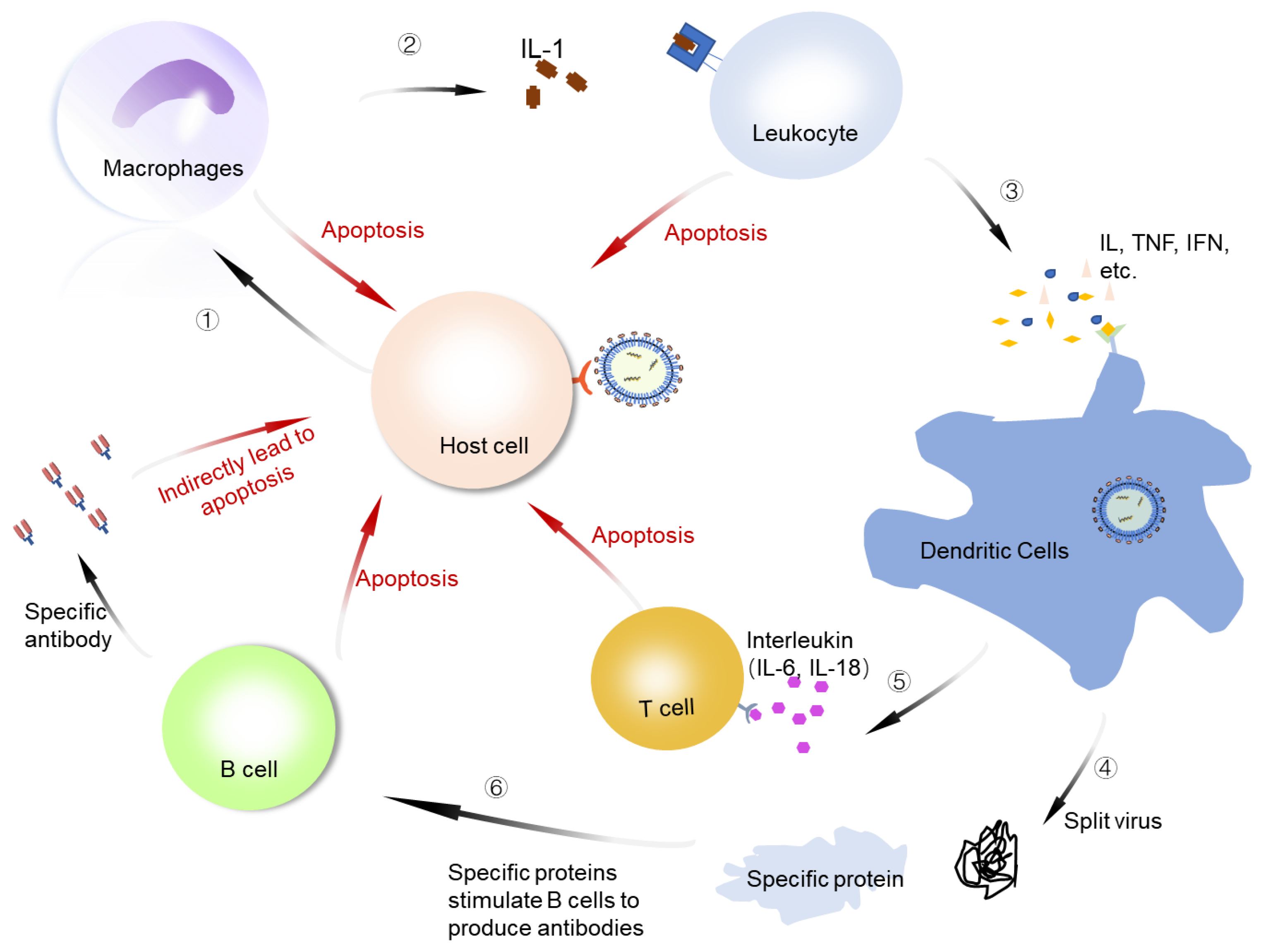 Viruses 14 02346 g005