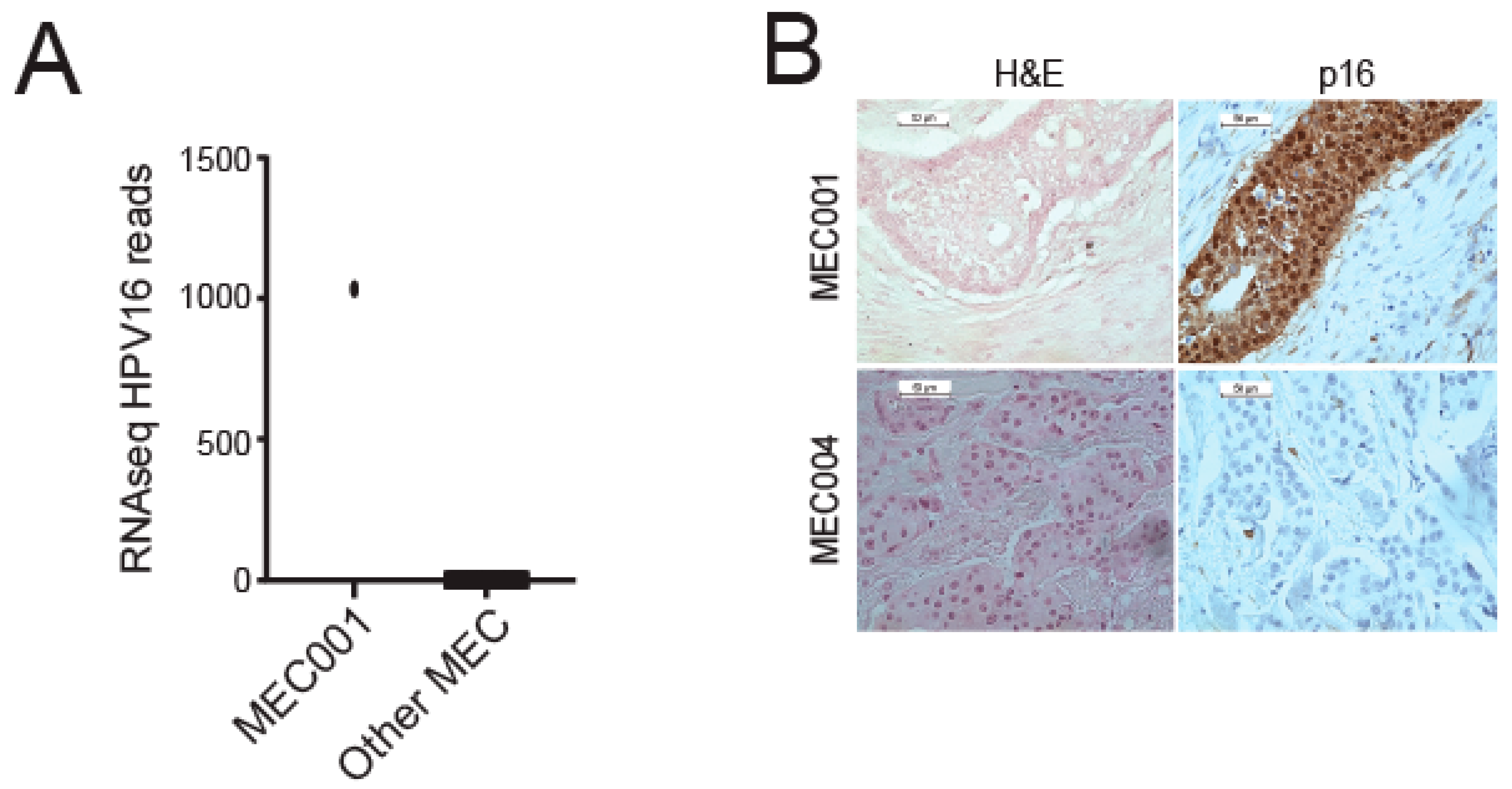 Viruses 14 02353 g001