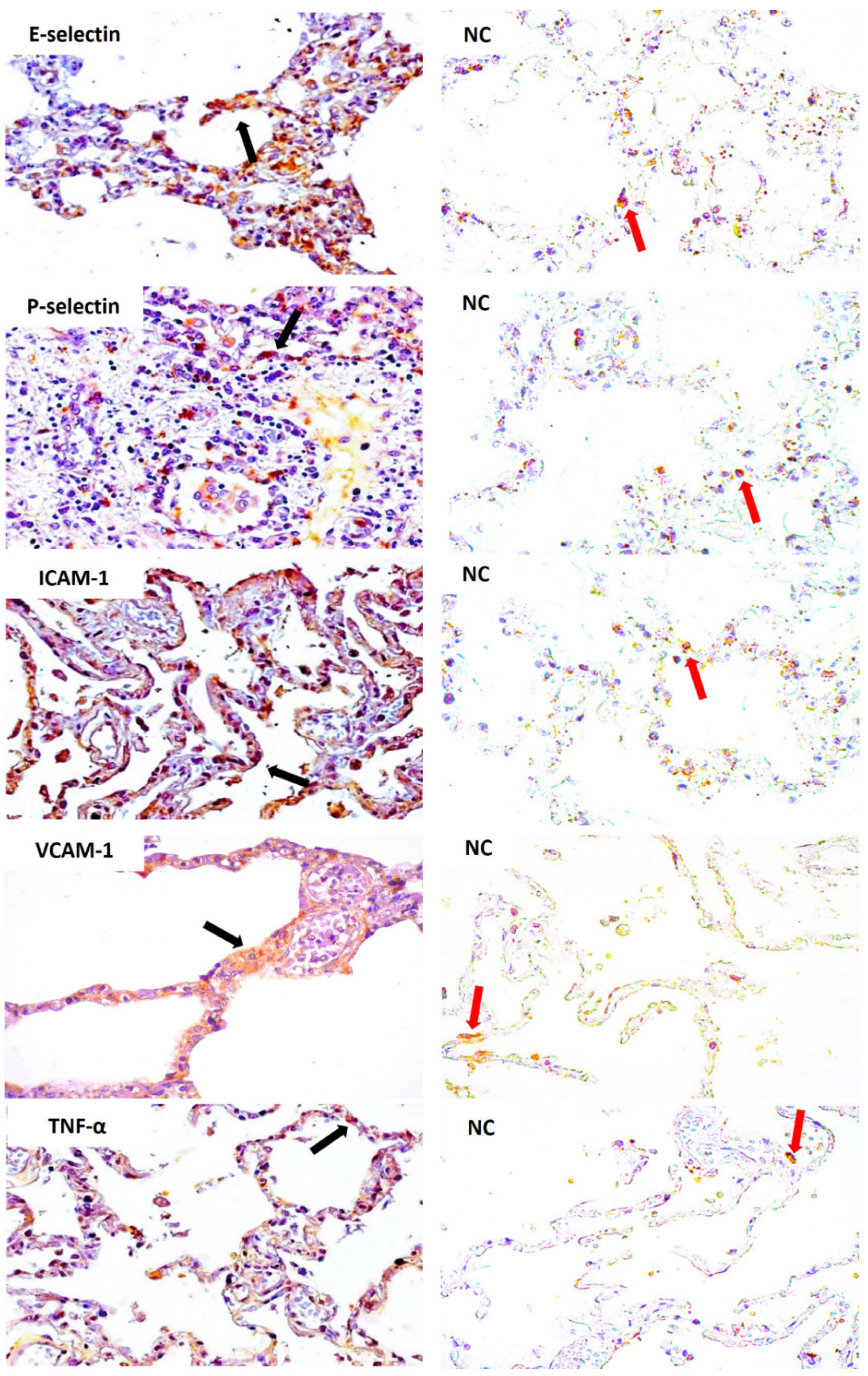 Viruses 14 02379 g003