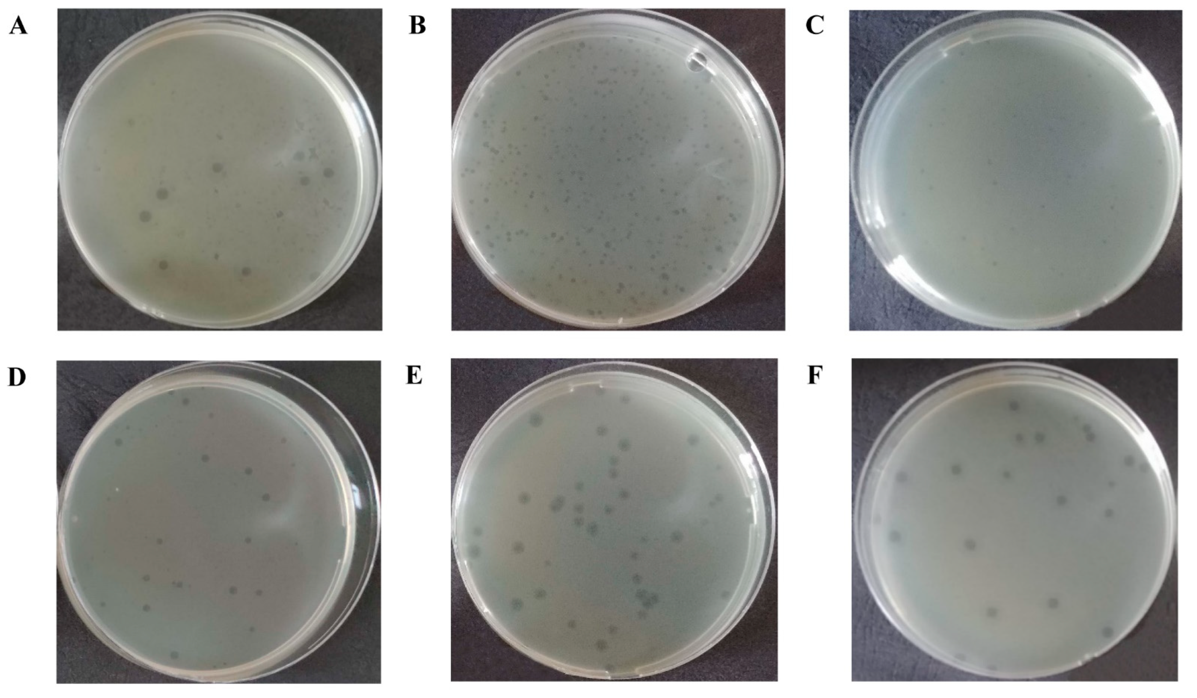 Isolation and Characterization of Lytic Bacteriophages Active against ...