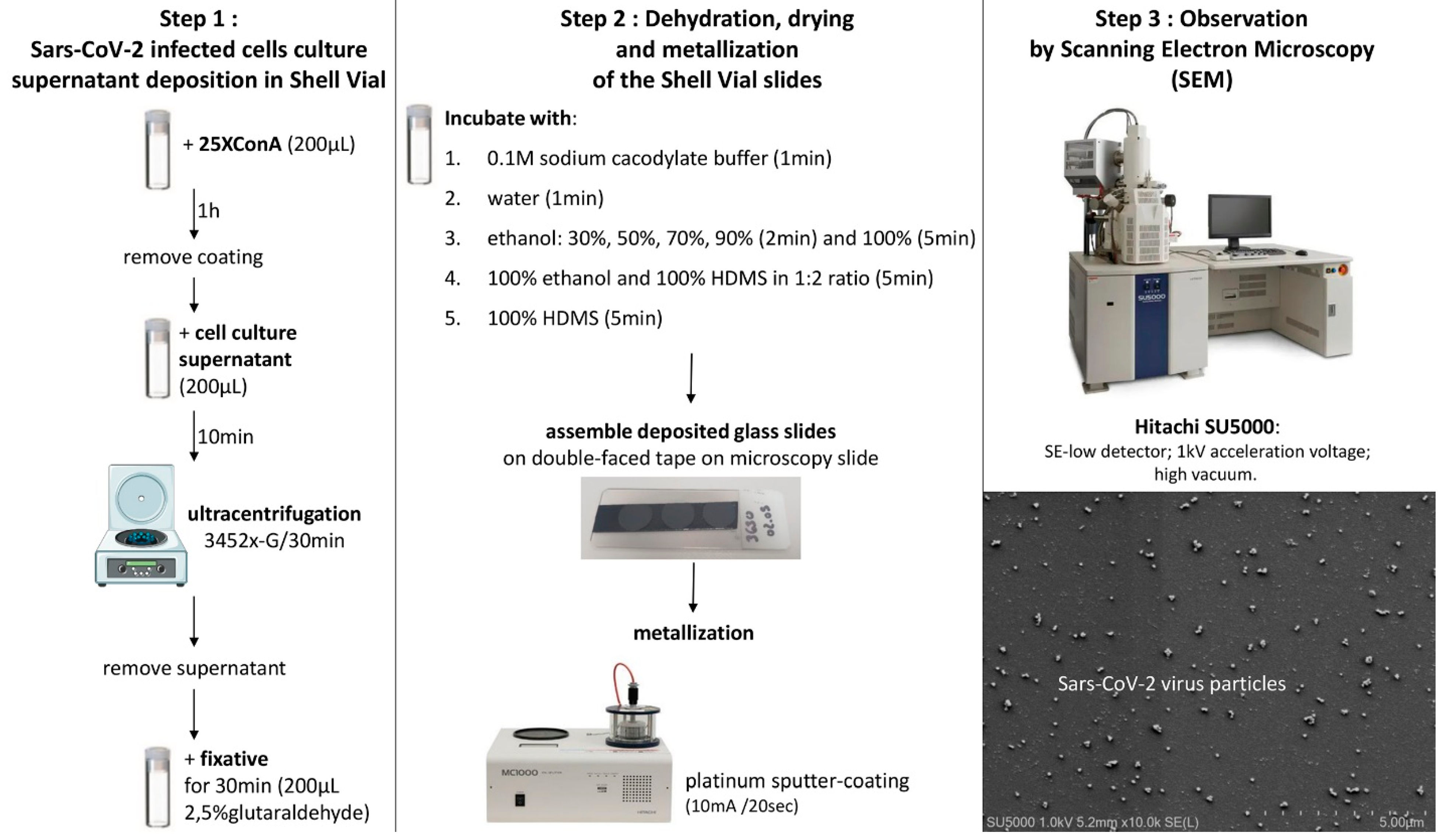 Viruses 14 02388 g007
