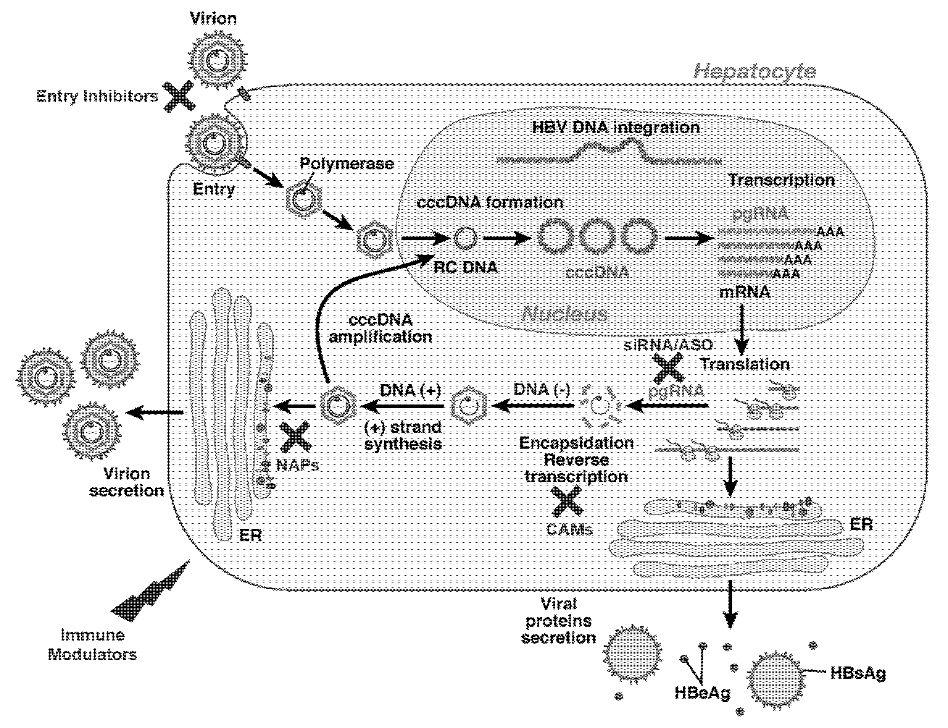Viruses 14 02404 g001 Viruses 14 02404 g001