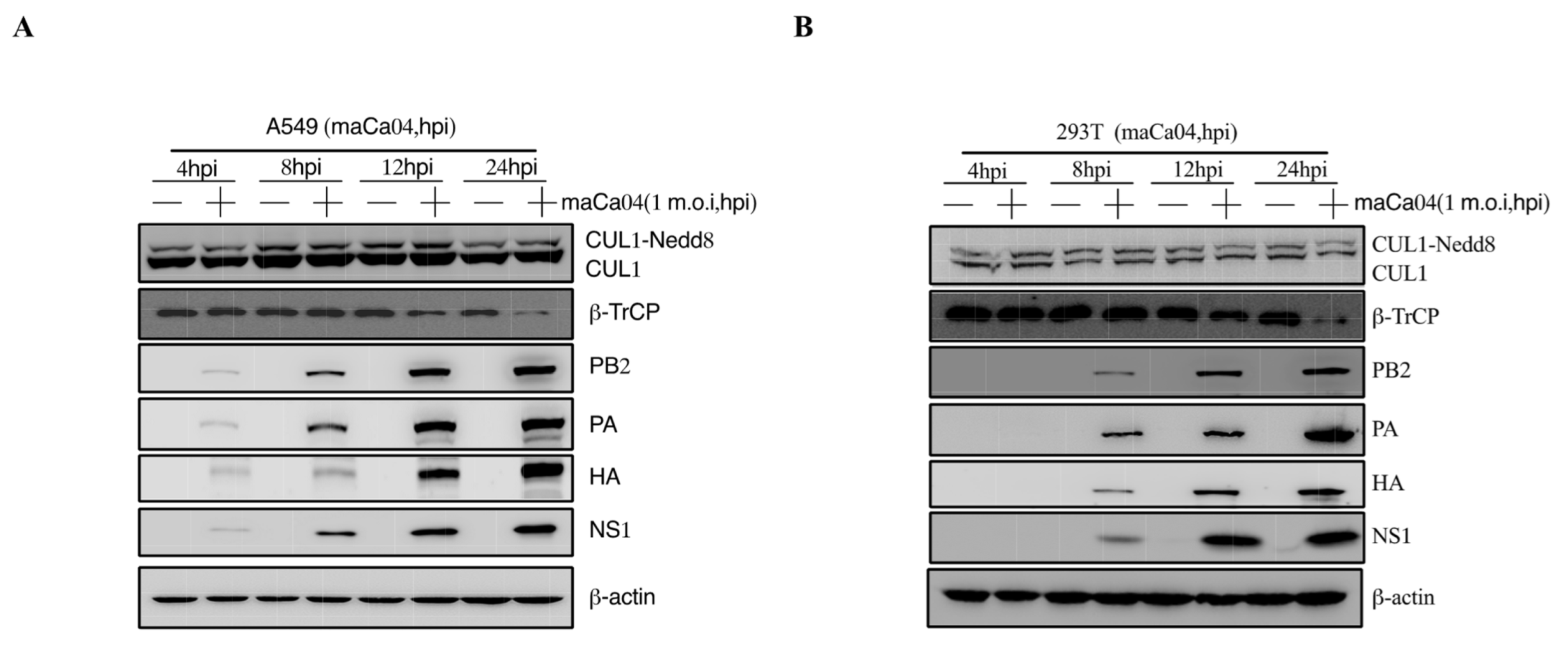 Viruses 14 02426 g002