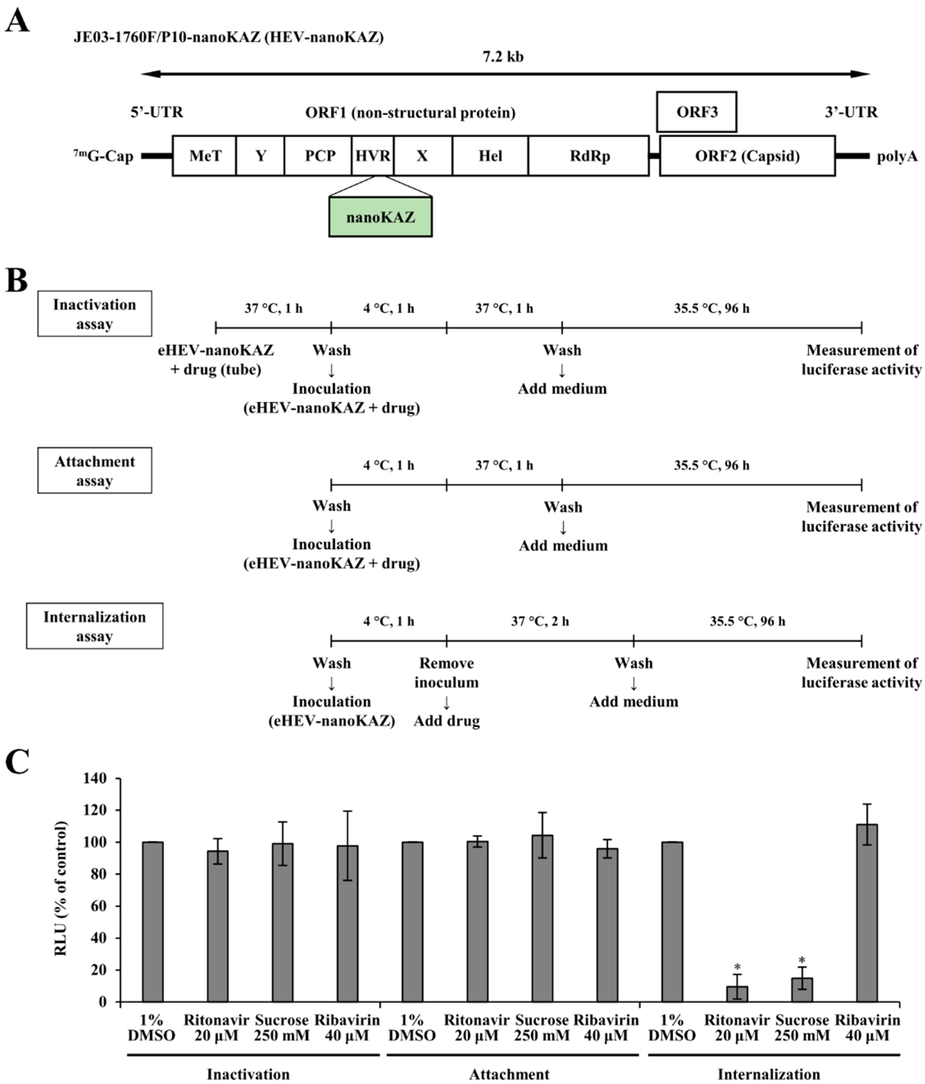 Viruses 14 02440 g001