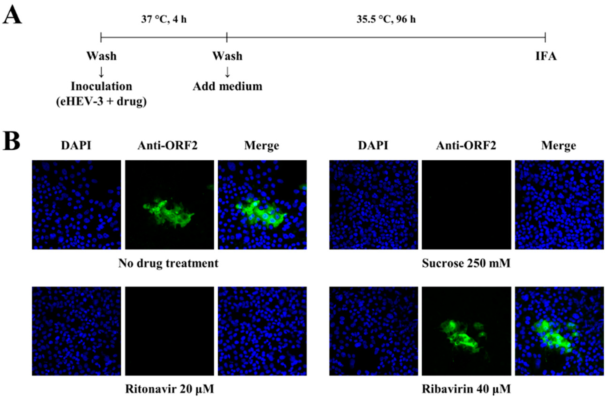 Viruses 14 02440 g002