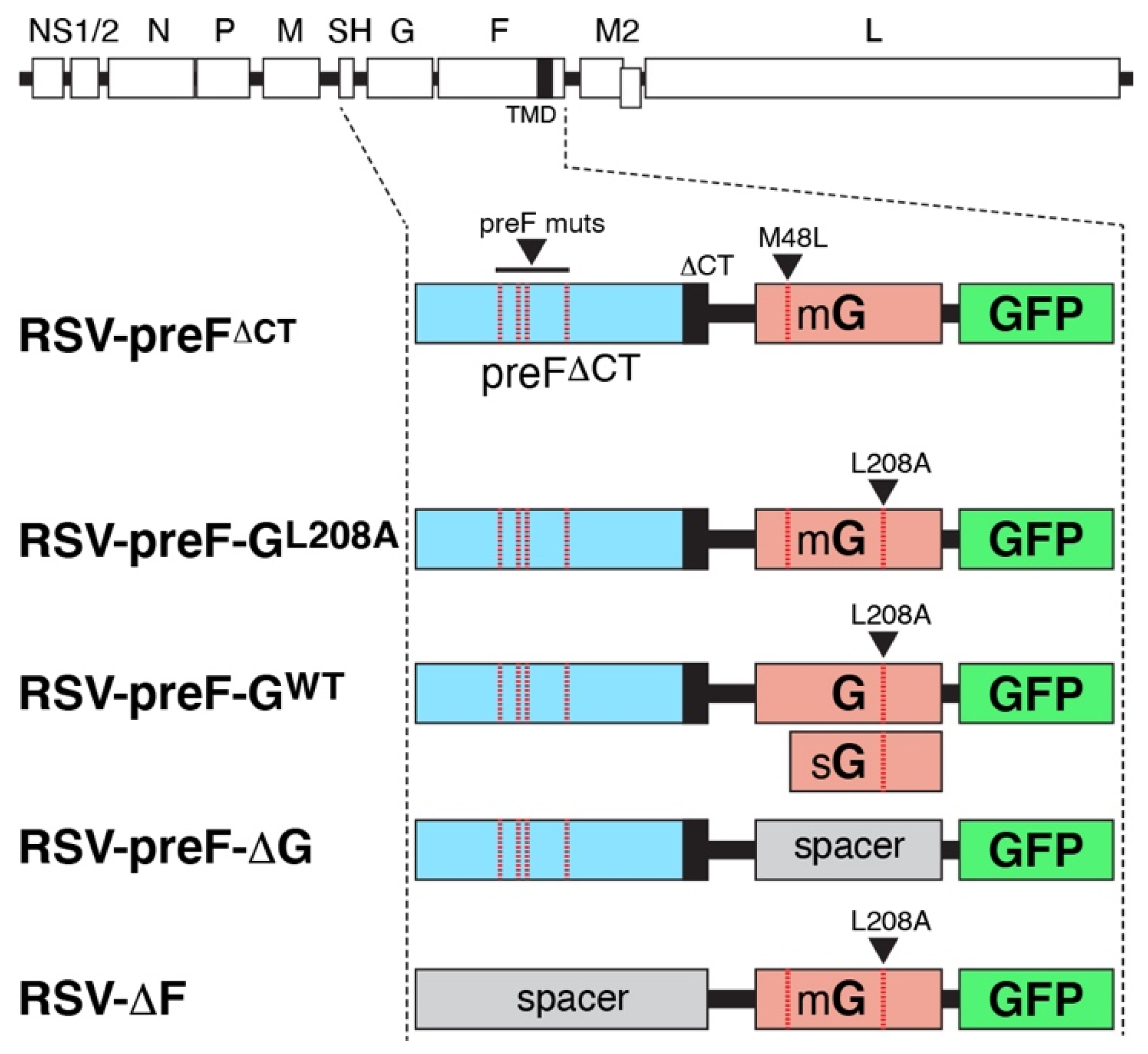 Viruses 14 02474 g001 Viruses 14 02474 g001