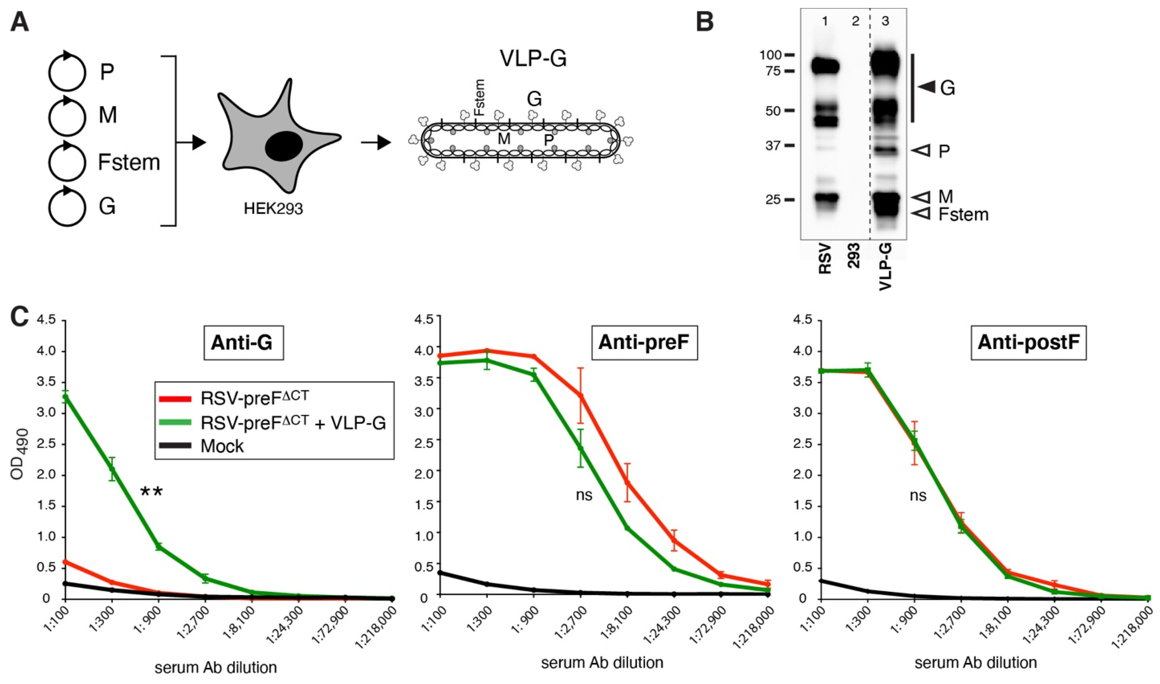 Viruses 14 02474 g005 Viruses 14 02474 g005