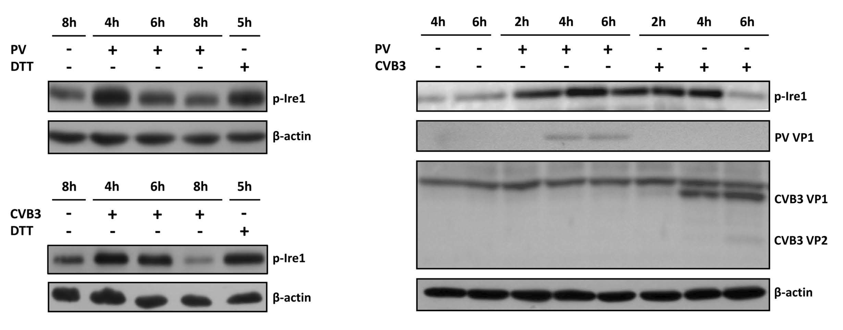 Viruses 14 02486 g001 Viruses 14 02486 g001