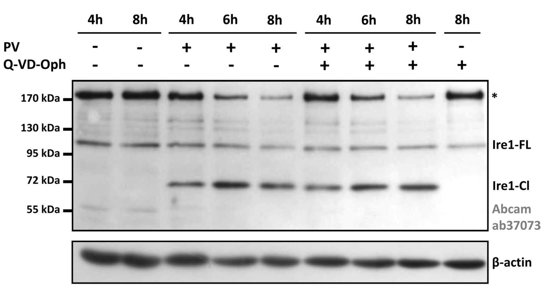 Viruses 14 02486 g003 Viruses 14 02486 g003