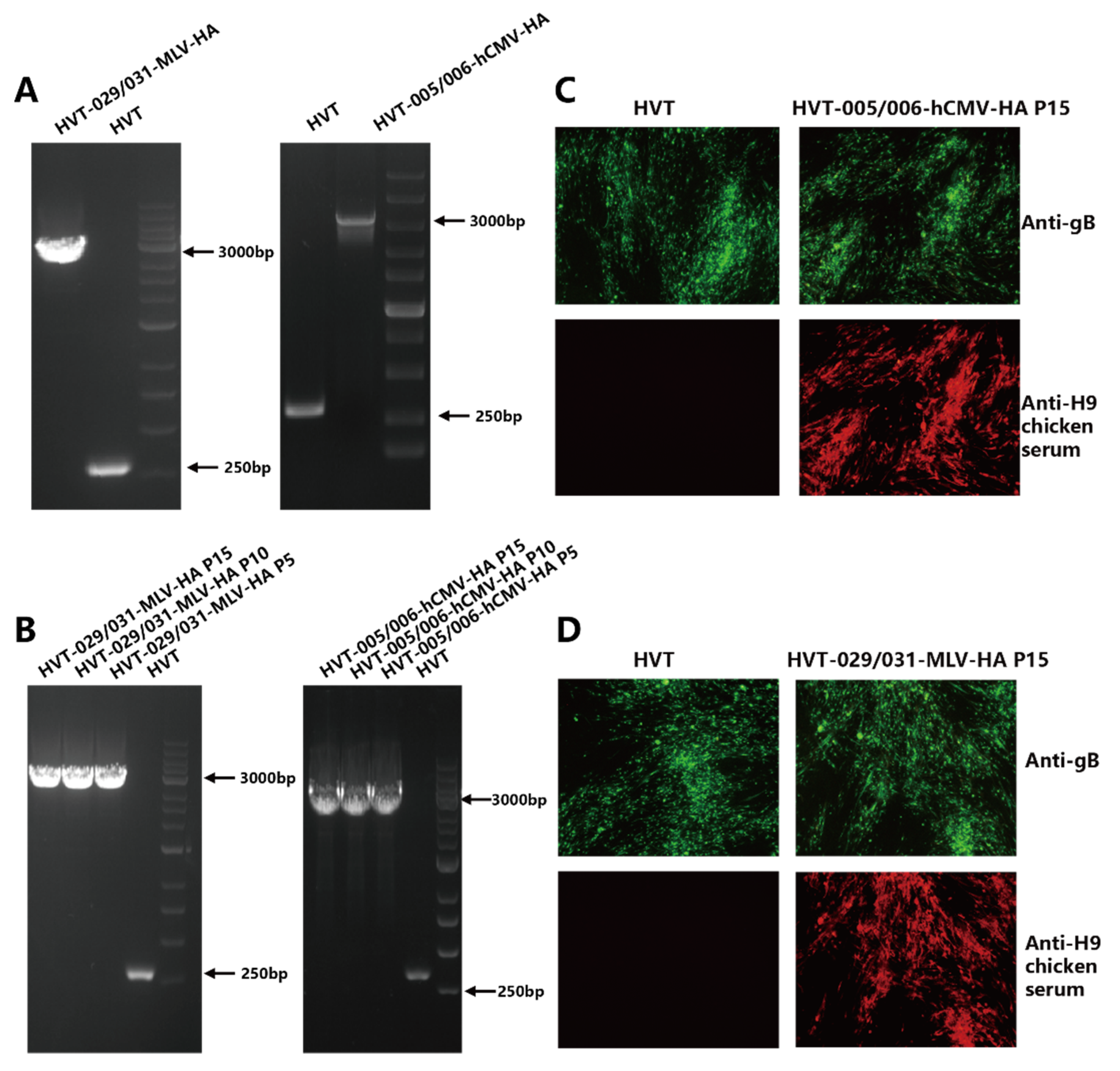 Viruses 14 02495 g001