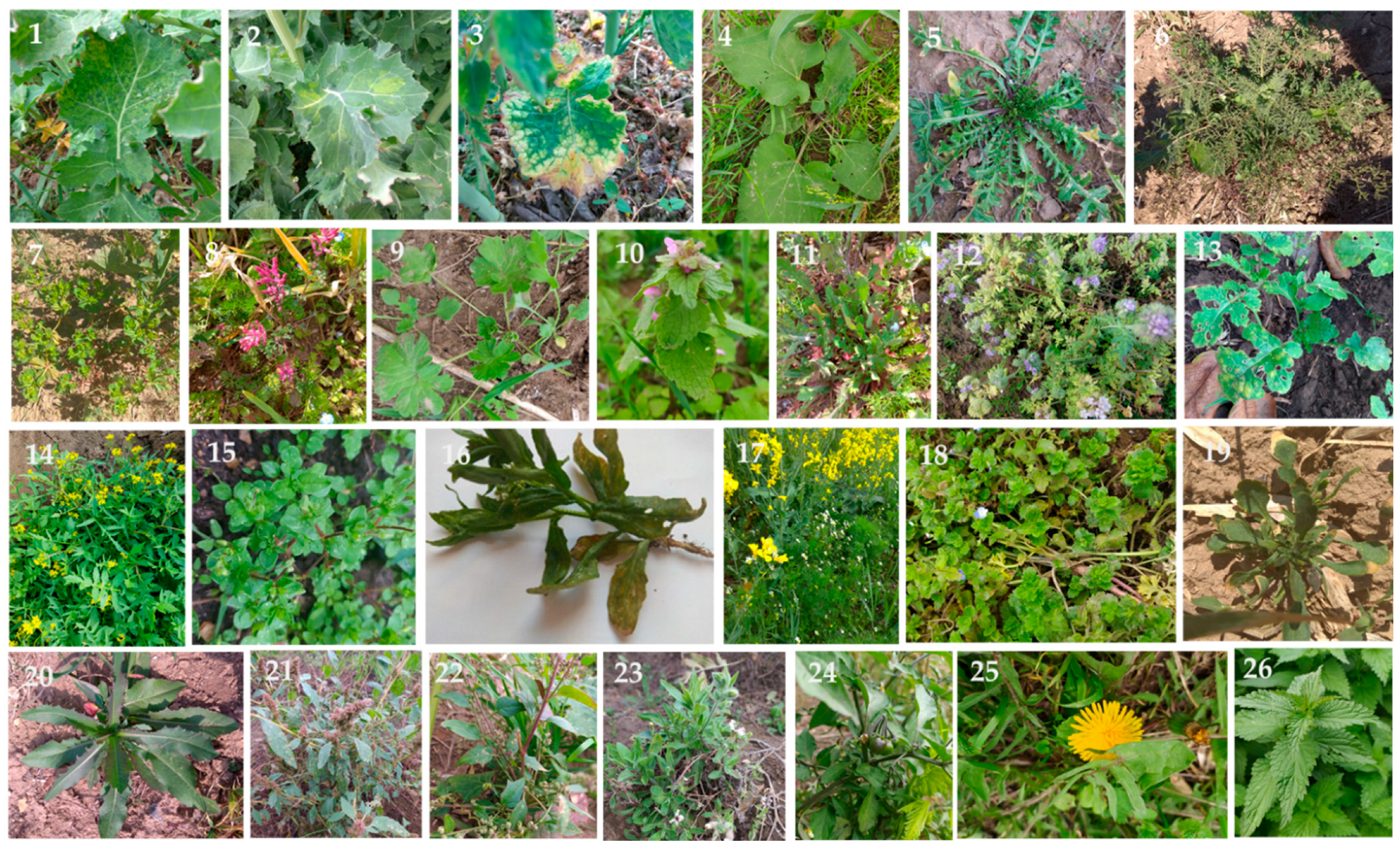 Viruses 14 02511 g002