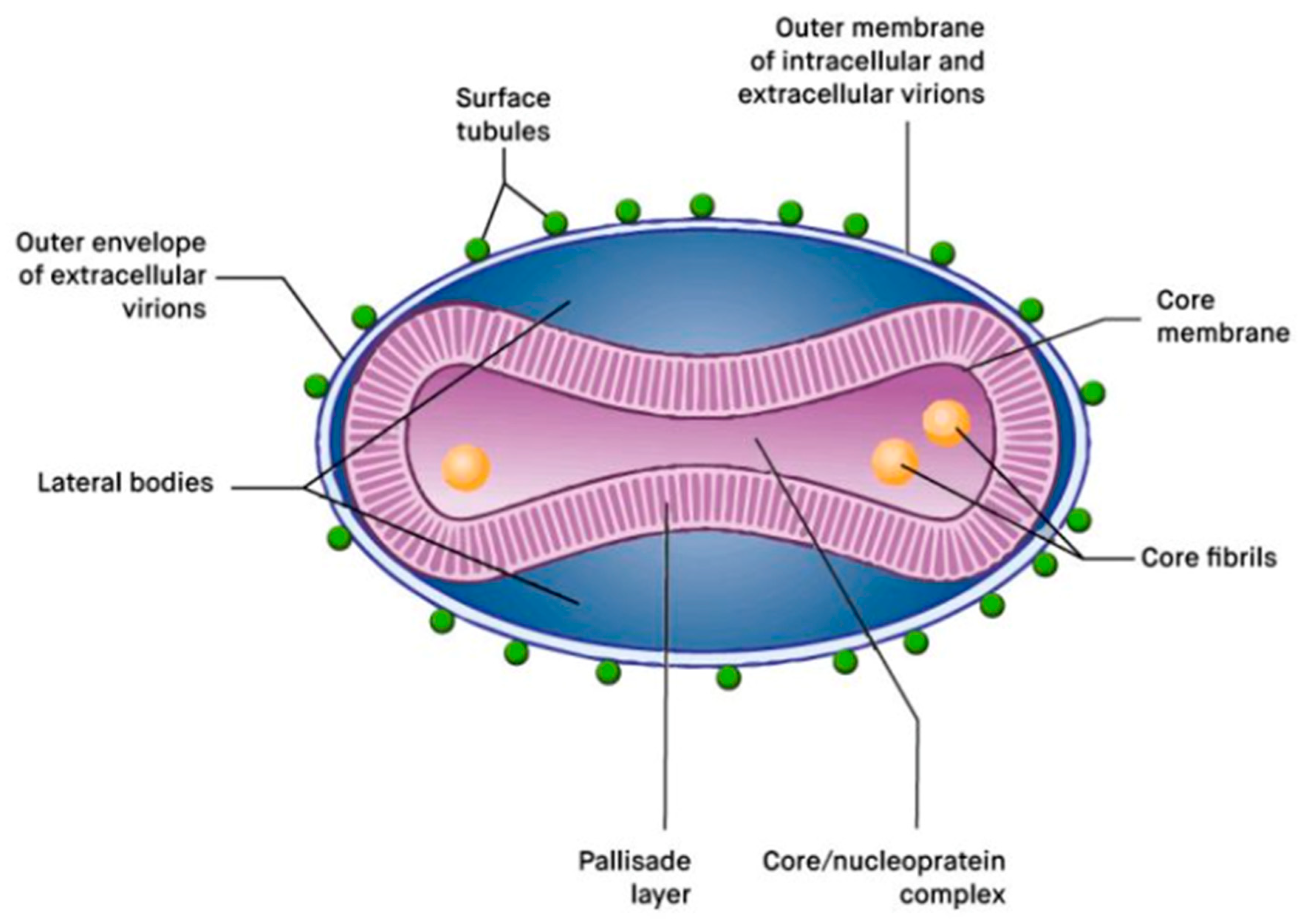 Viruses 14 02520 g001