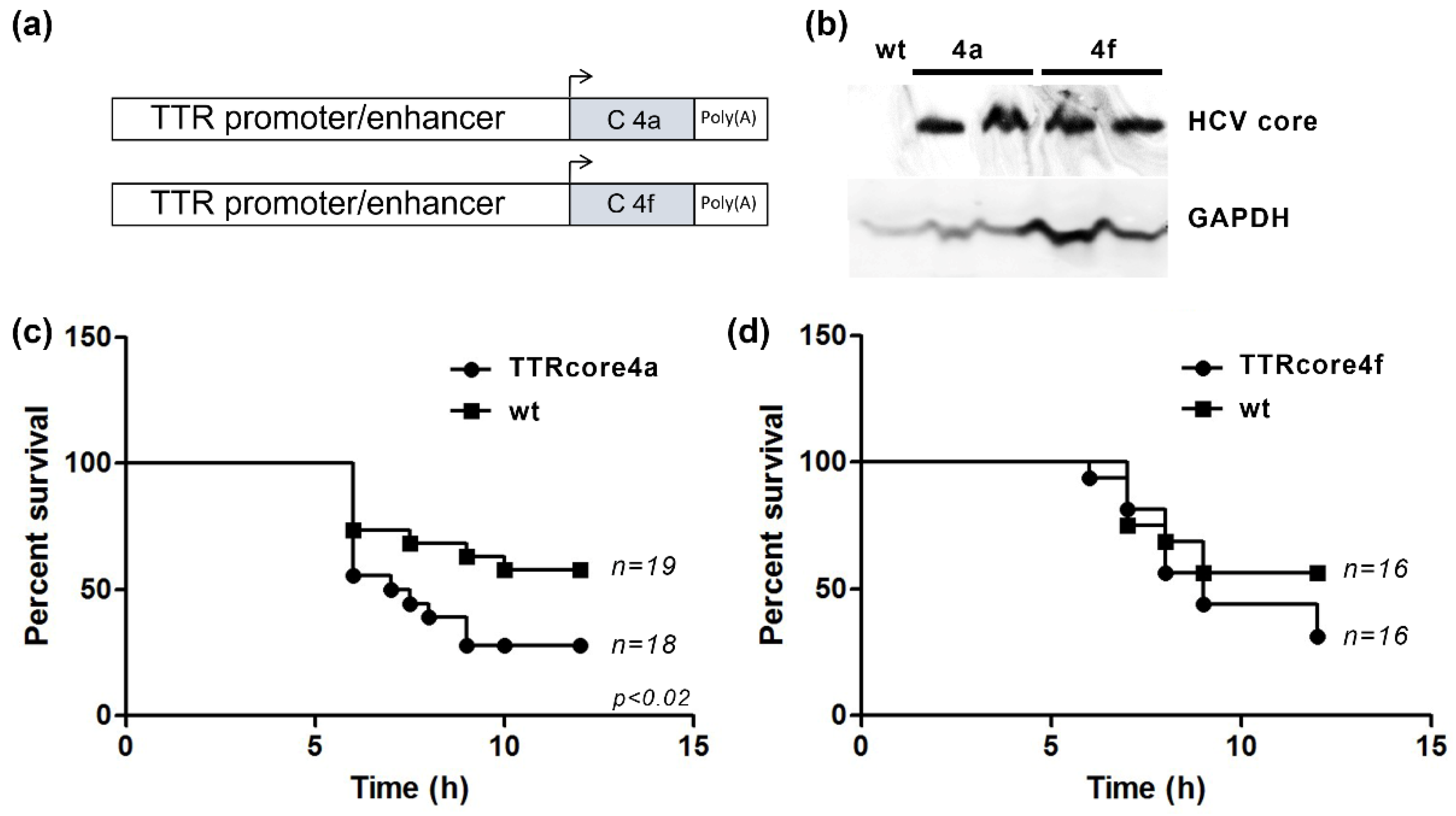 Viruses 14 02521 g002