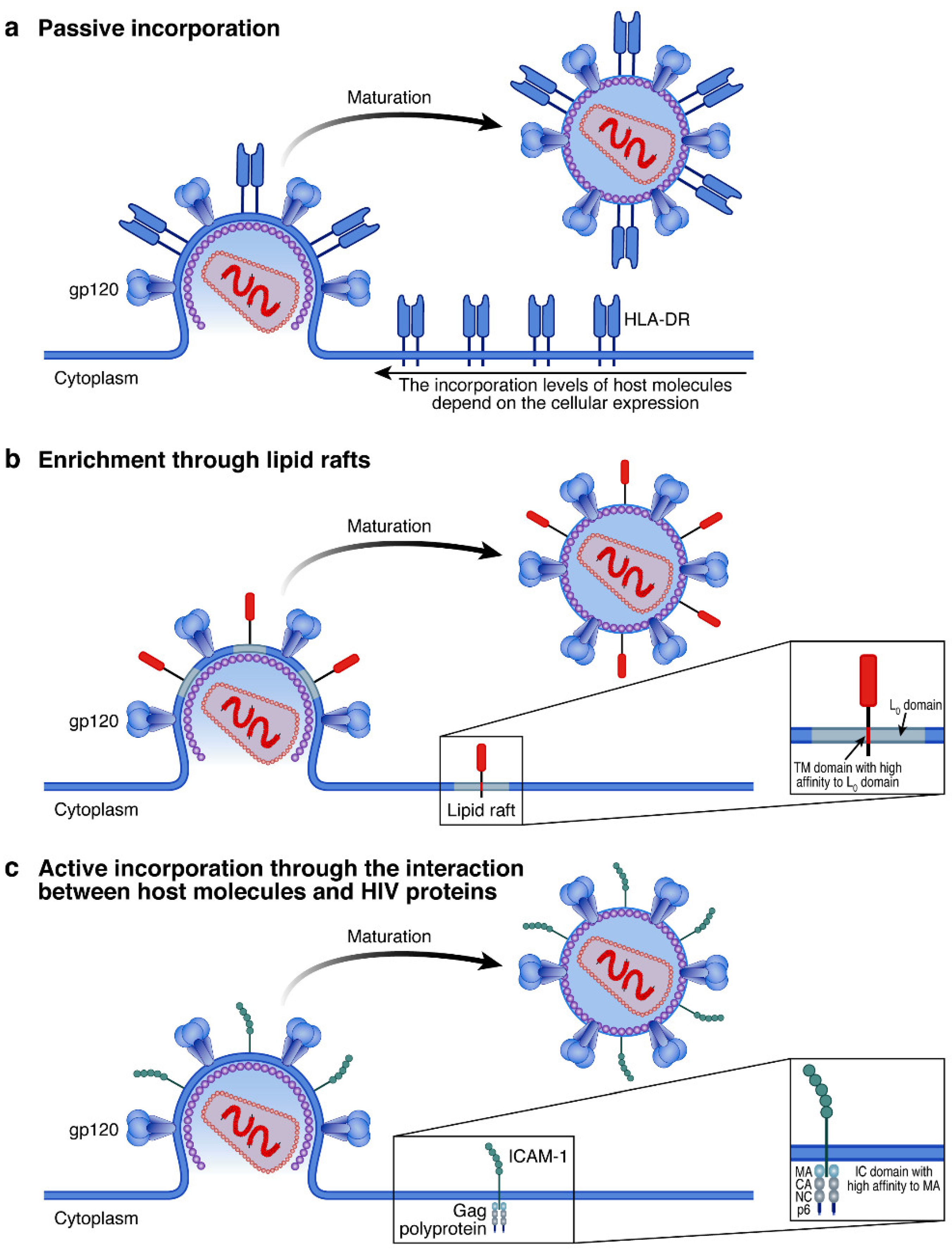 Viruses 14 02523 g002 Viruses 14 02523 g002