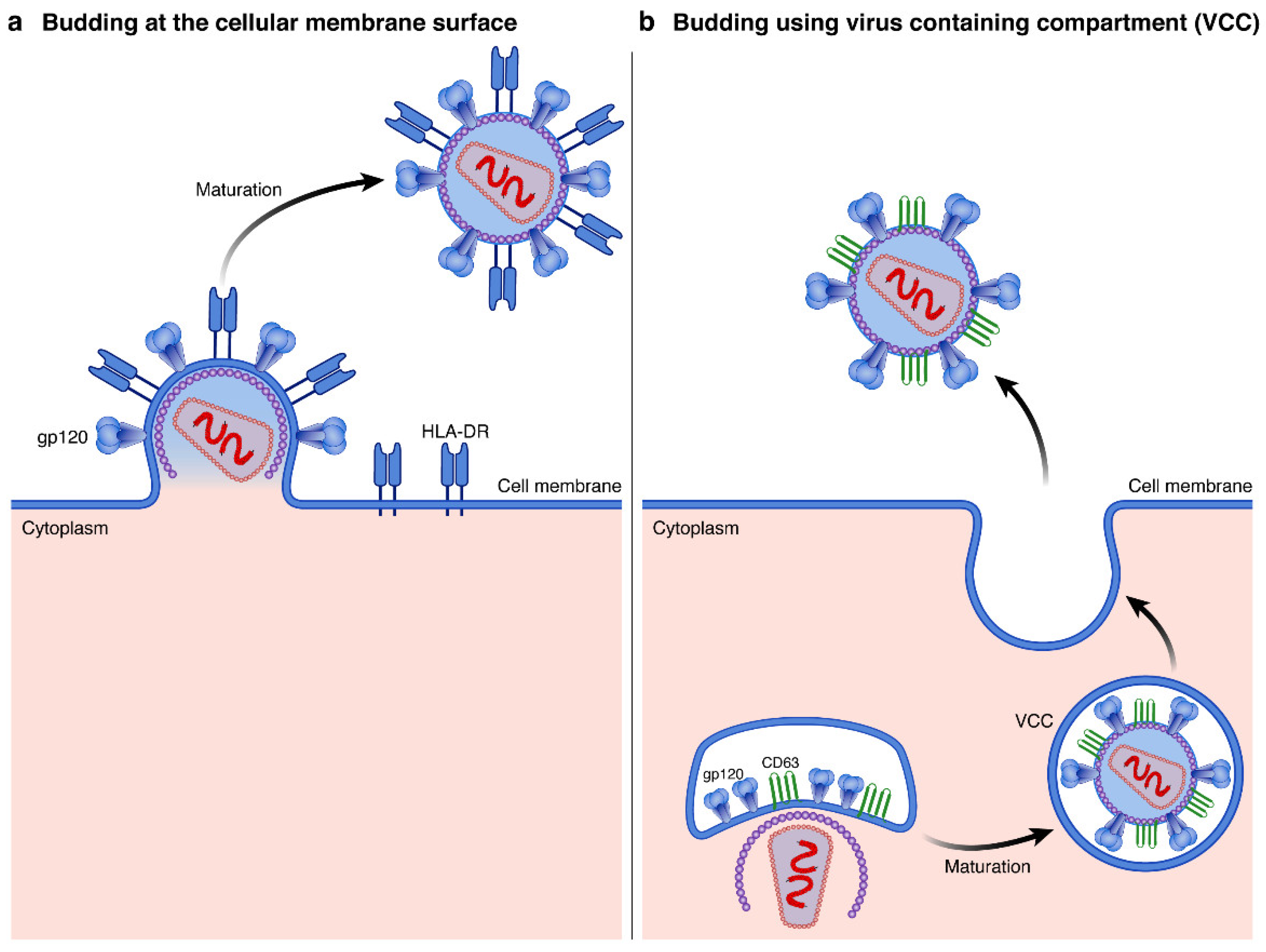 Viruses 14 02523 g003 Viruses 14 02523 g003