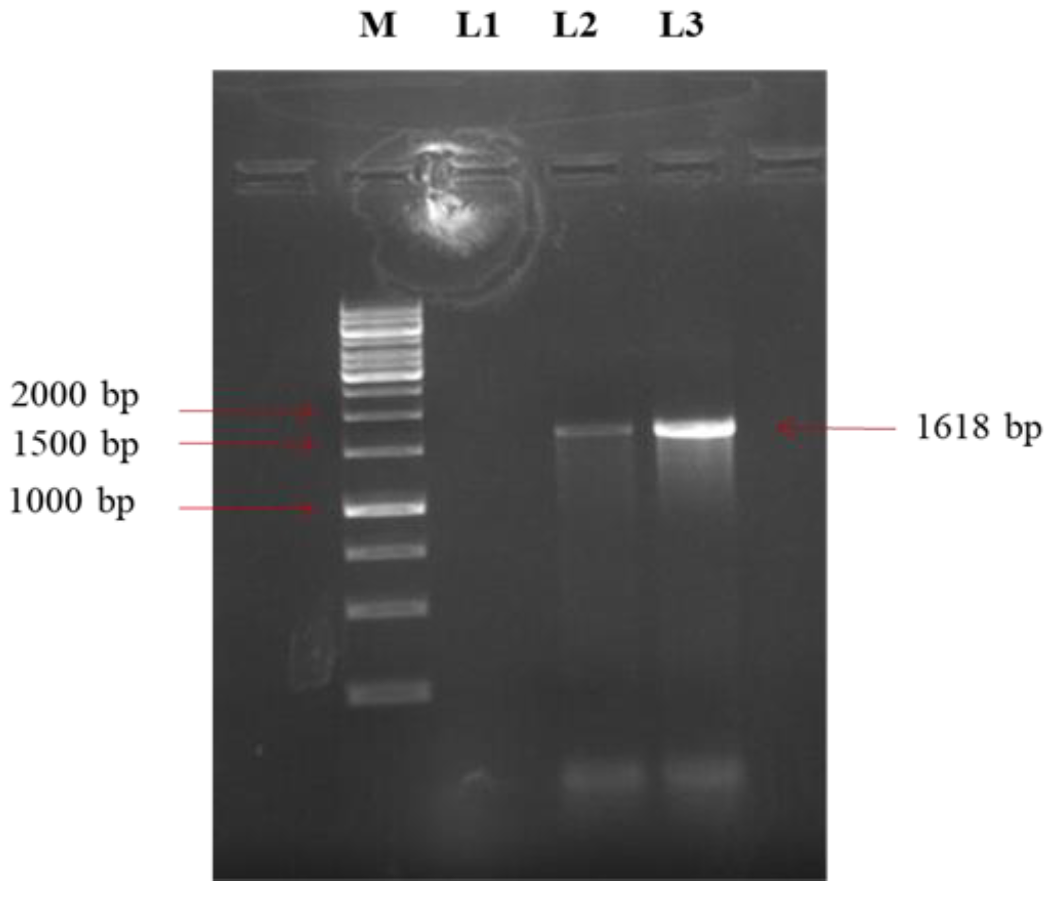 Viruses 14 02528 g002