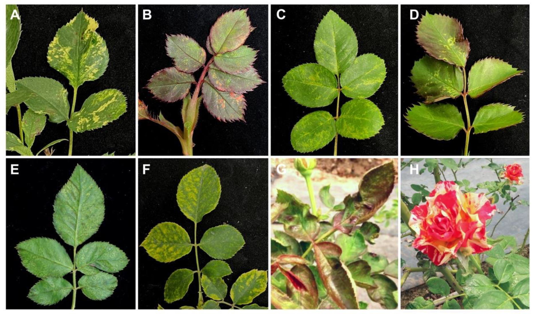 Viruses 14 02537 g001 Viruses 14 02537 g001