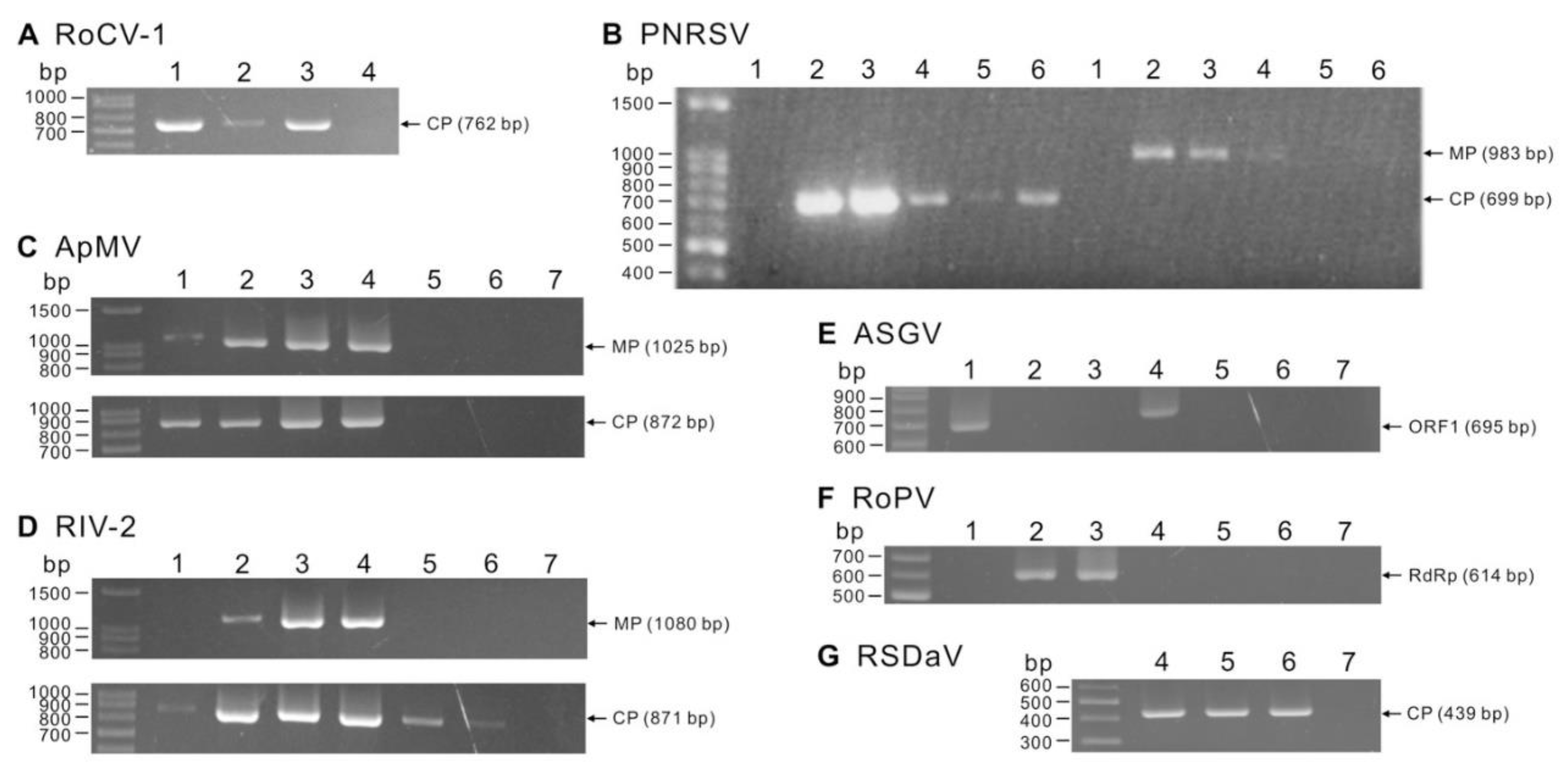 Viruses 14 02537 g002 Viruses 14 02537 g002