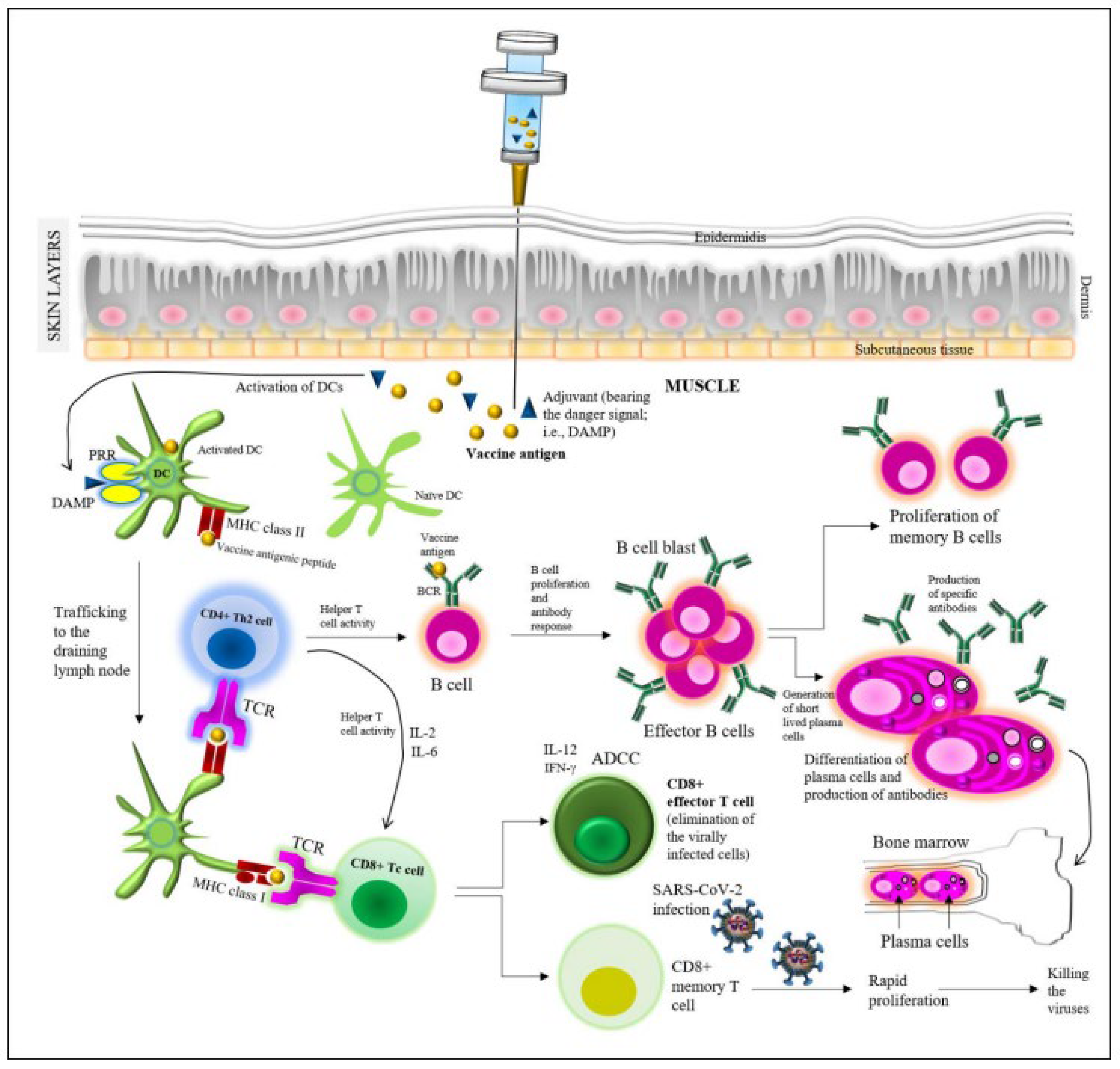 Viruses 14 02541 g002