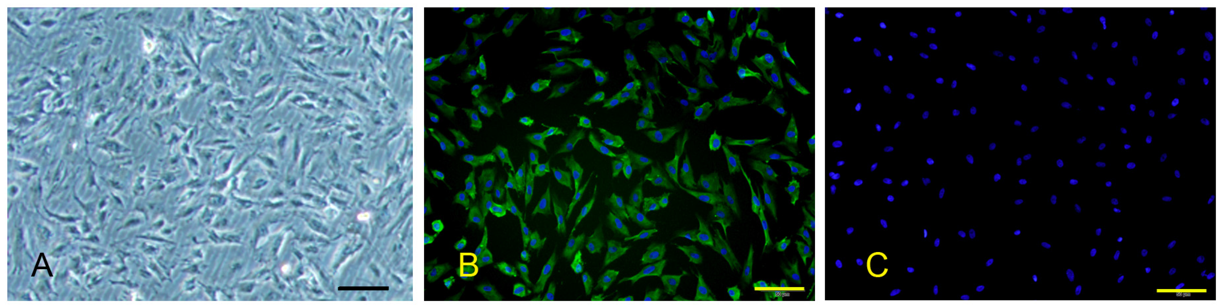 Viruses 14 02569 g001