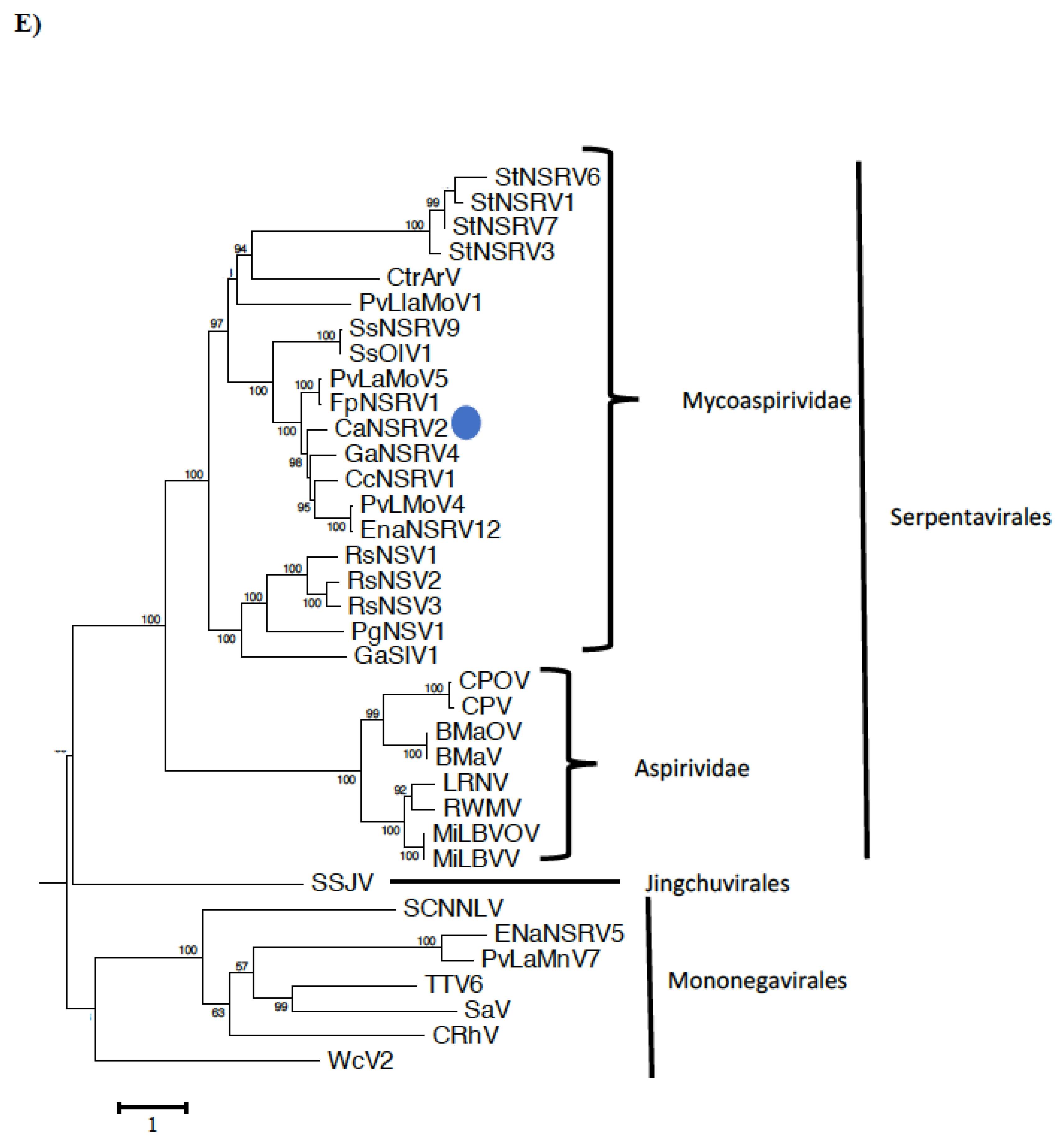 Viruses 14 02572 g006c