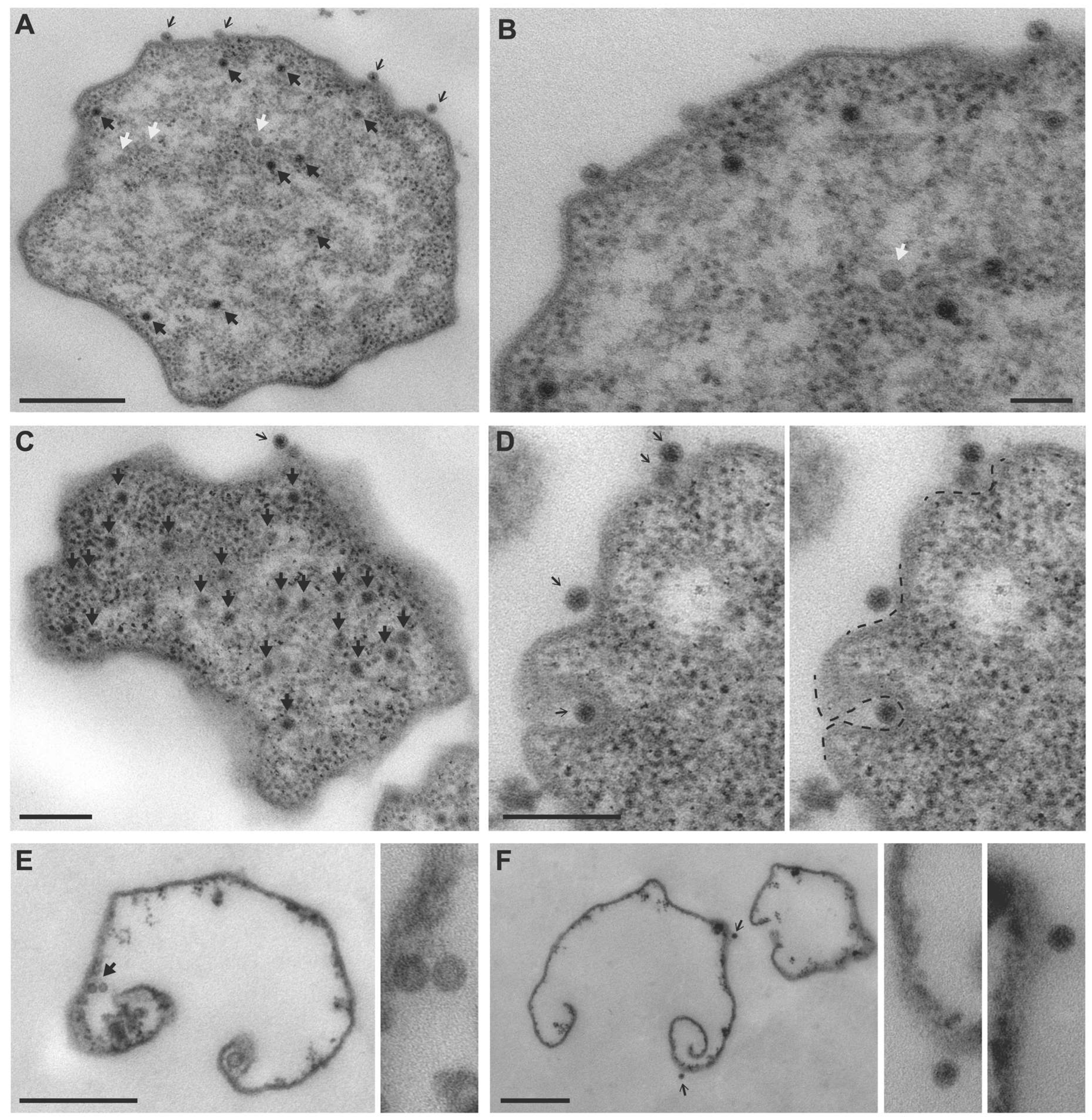 Viruses 14 02585 g001