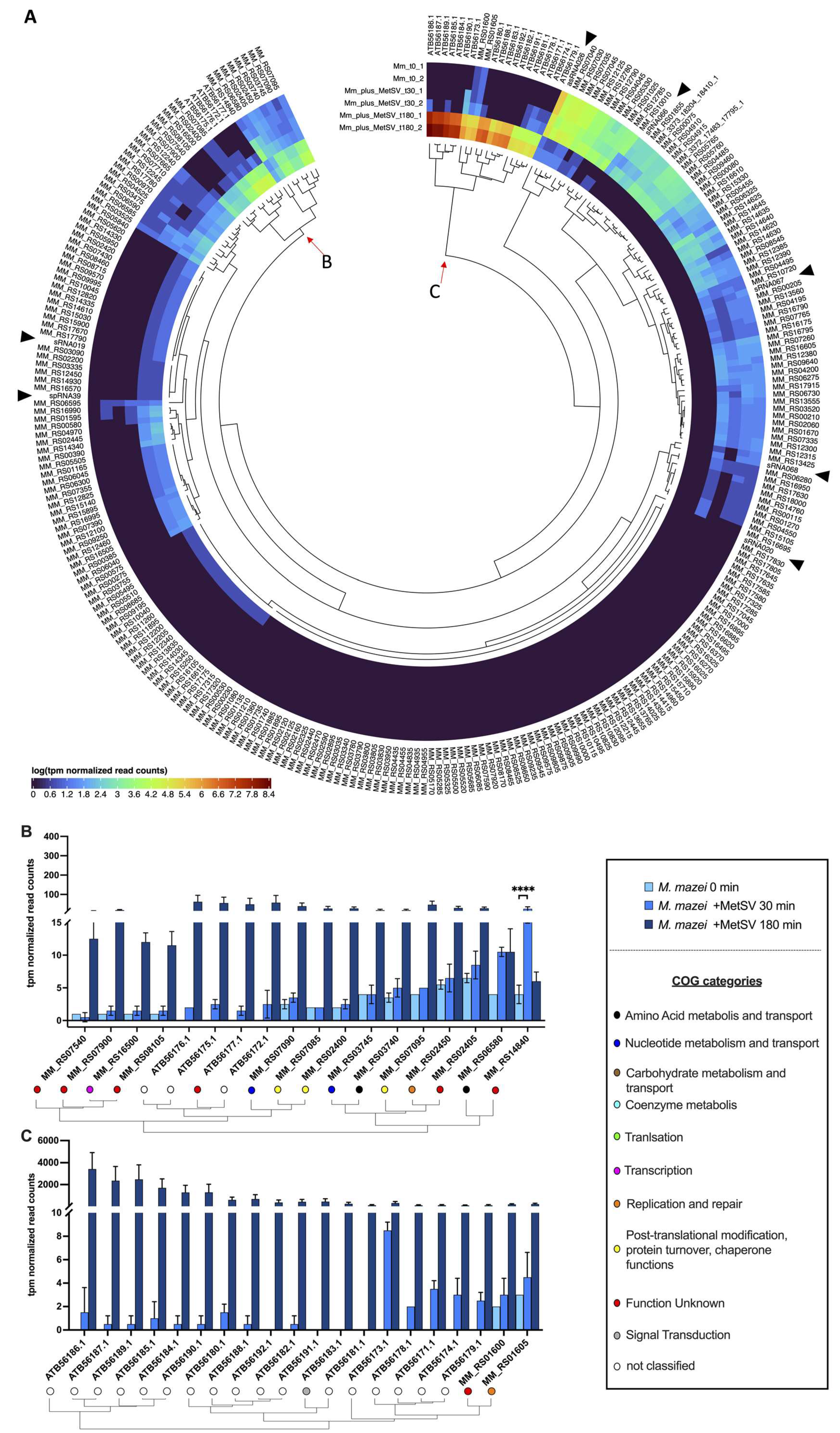 Viruses 14 02585 g003