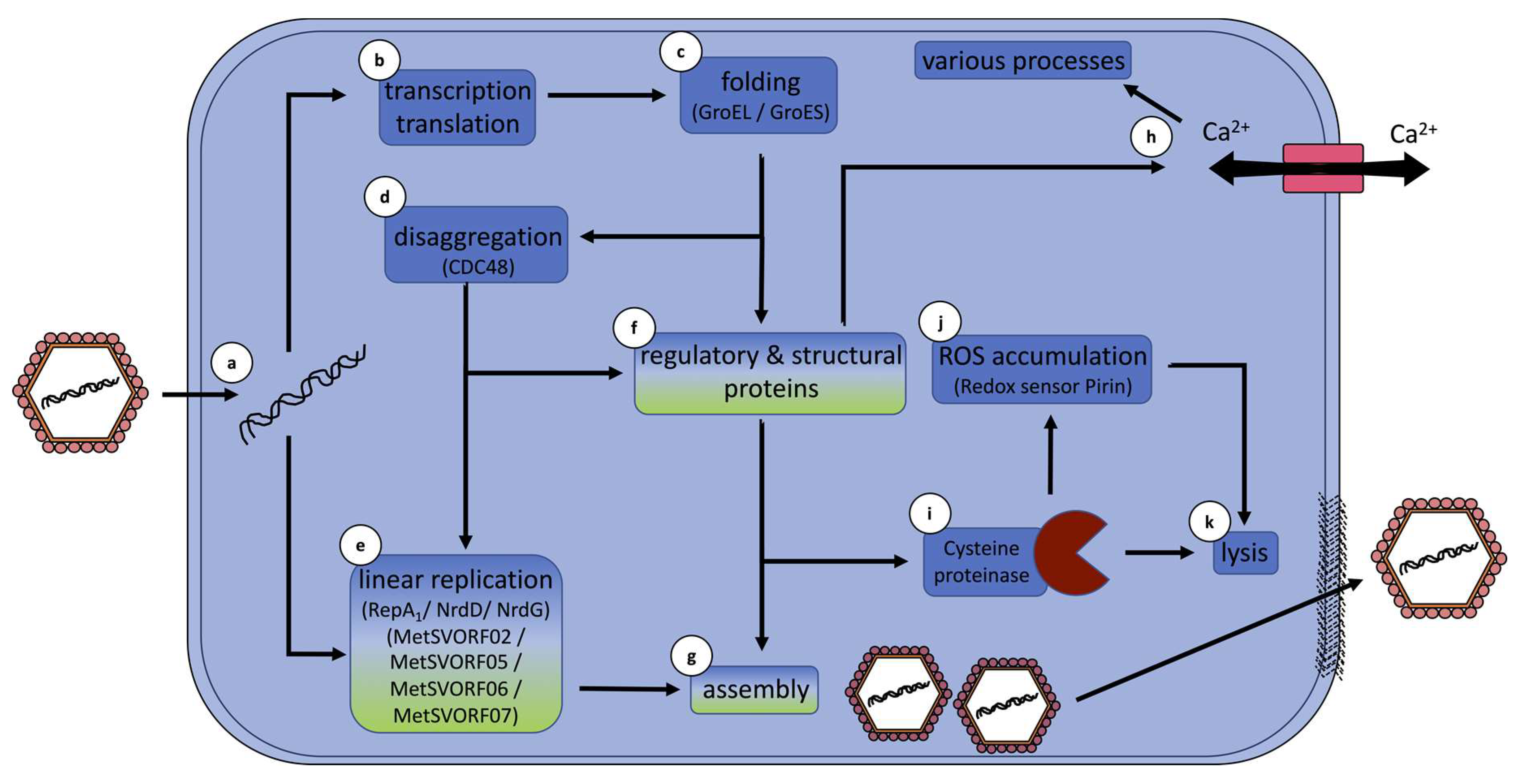 Viruses 14 02585 g006