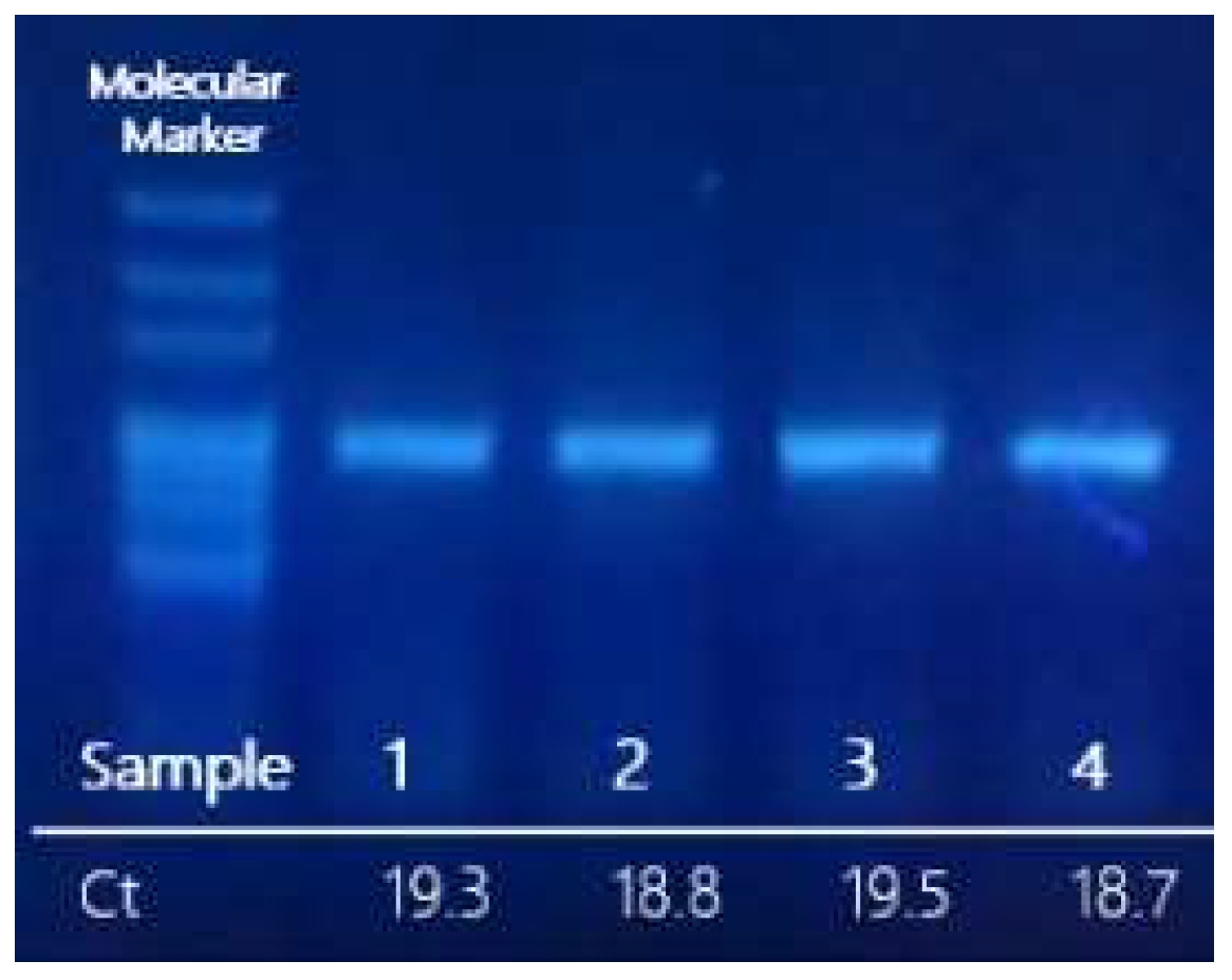 Viruses 14 02588 g002 Viruses 14 02588 g002