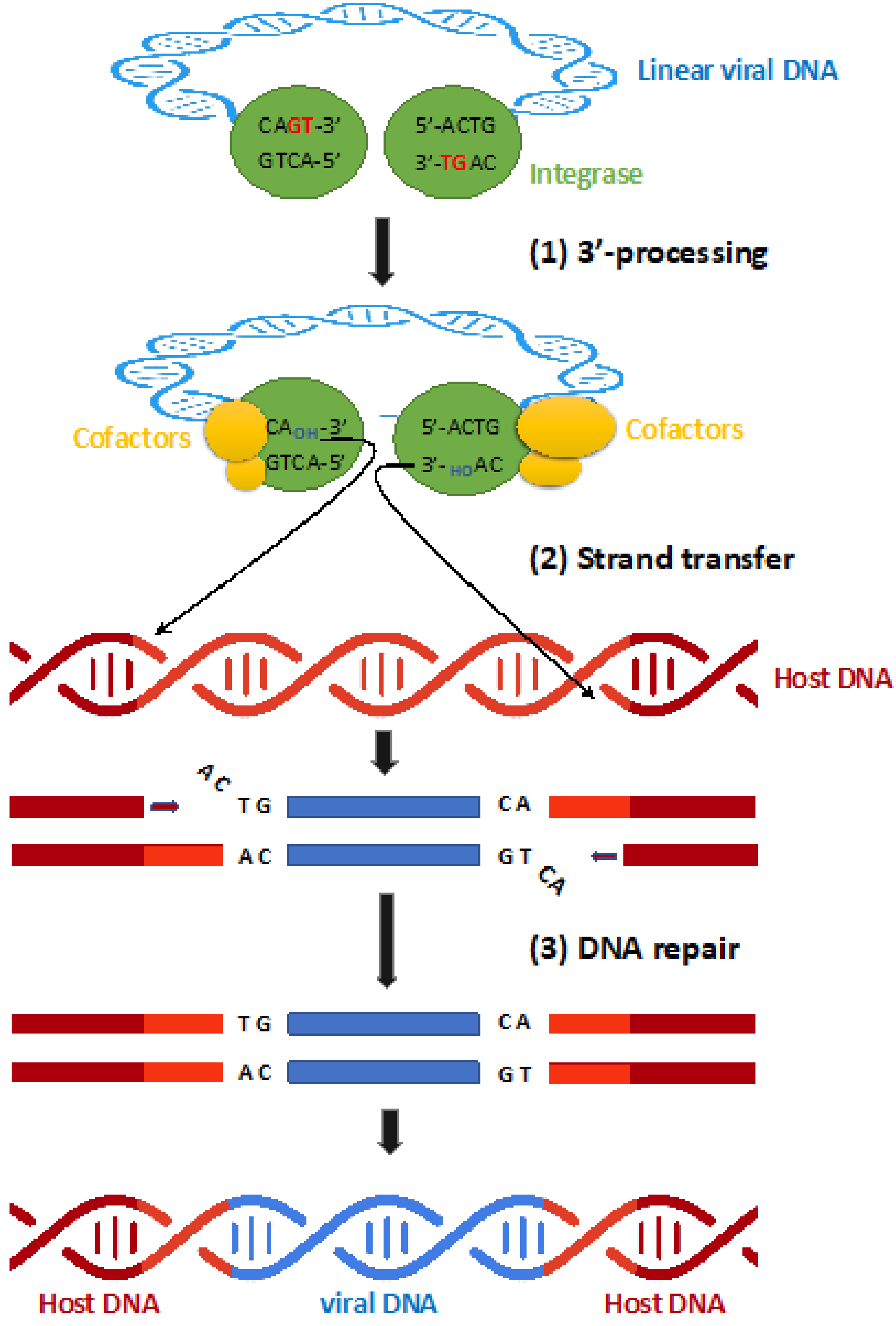 Viruses 14 02591 g001 Viruses 14 02591 g001