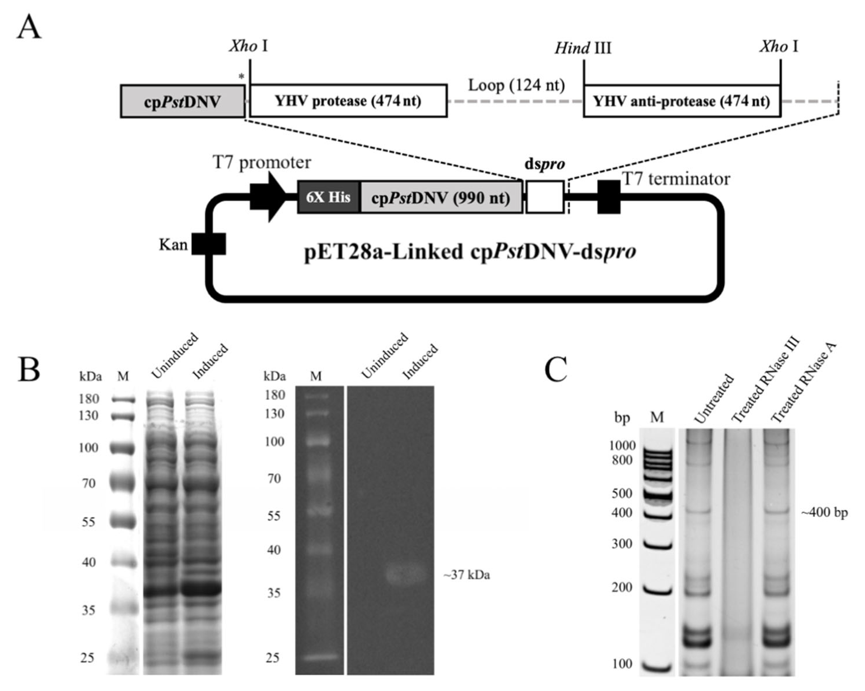 Viruses 14 02594 g001