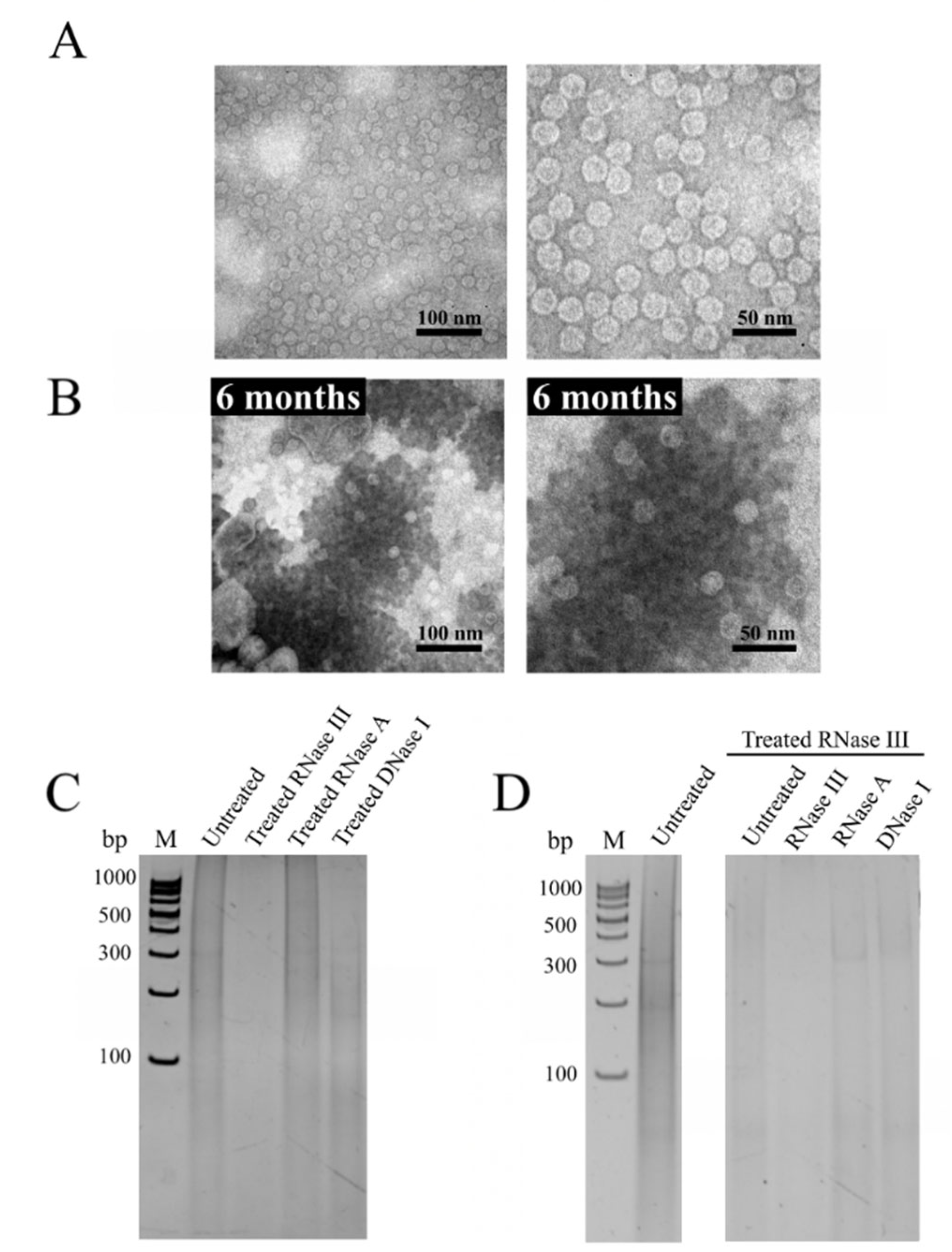 Viruses 14 02594 g003