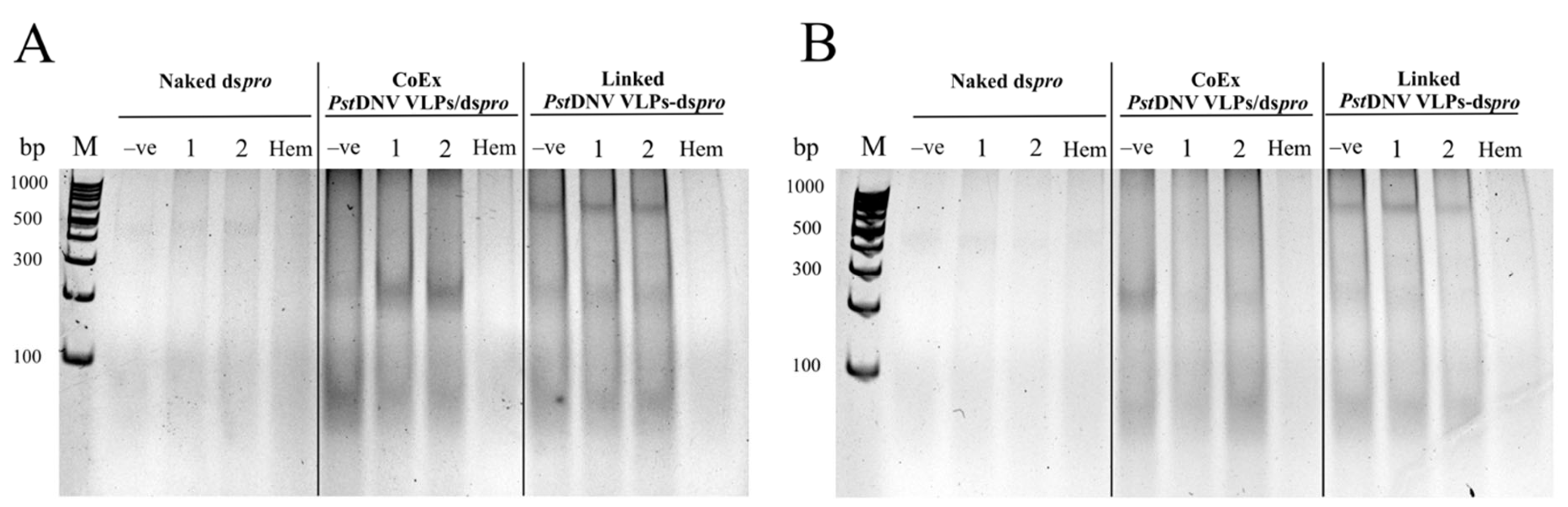 Viruses 14 02594 g005