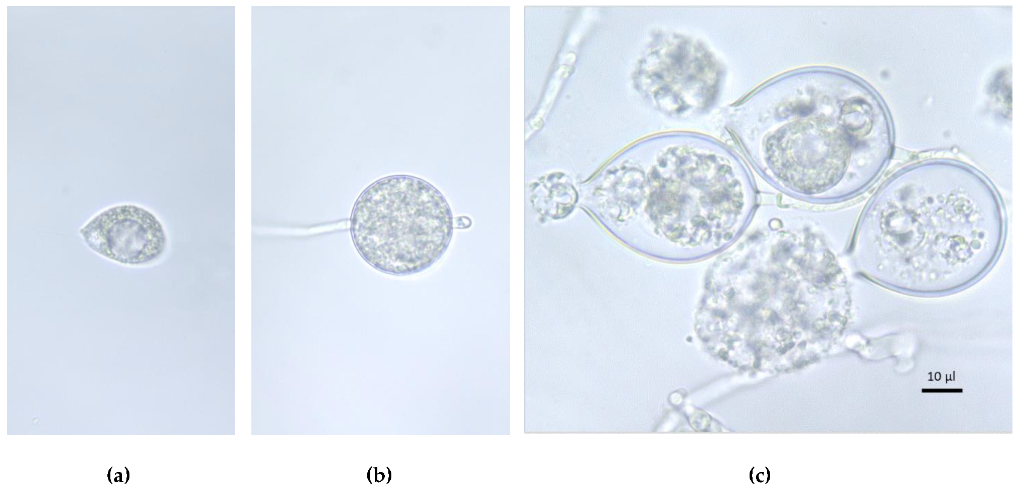 Viruses 14 02596 g001 Viruses 14 02596 g001