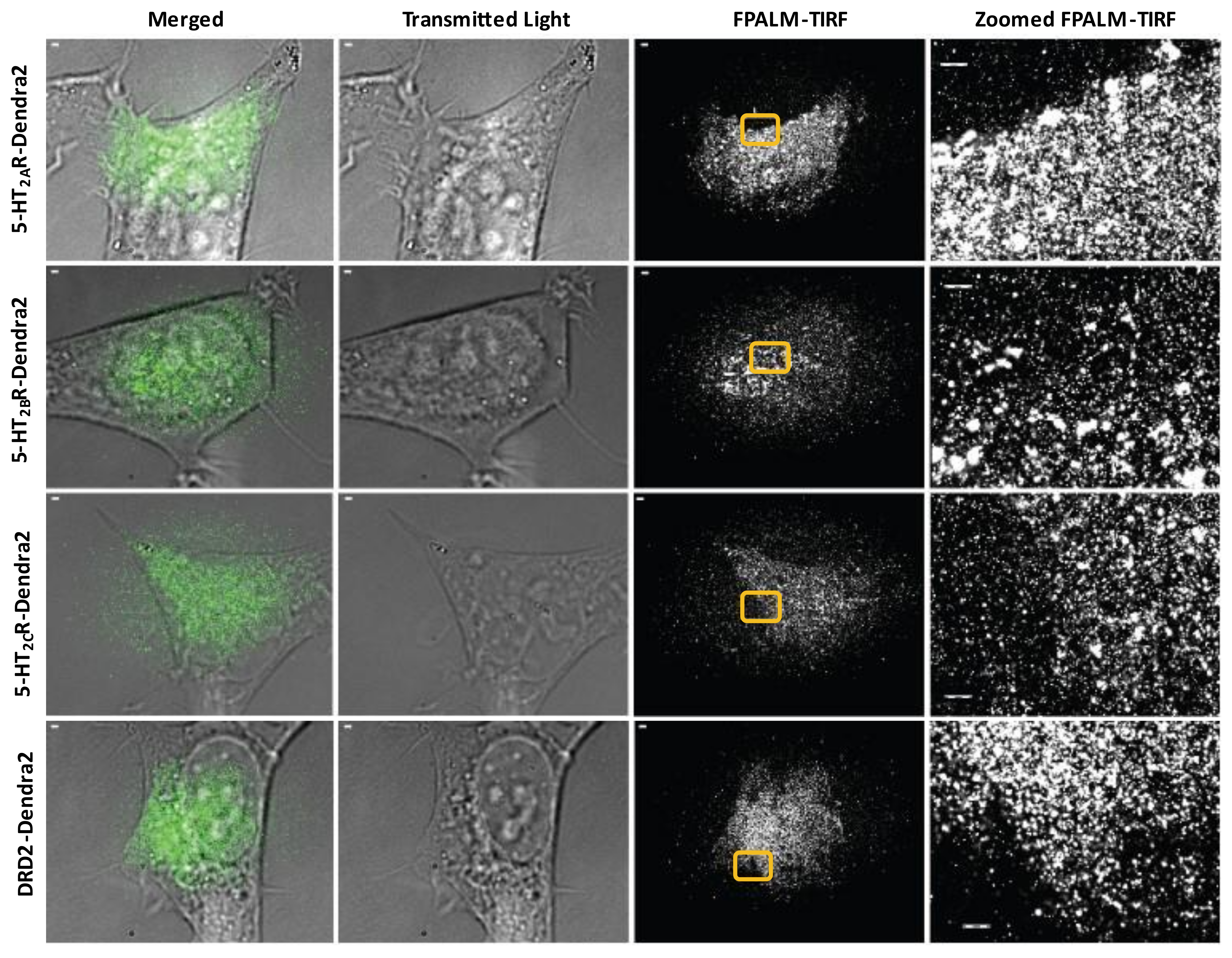 Viruses 14 02597 g002