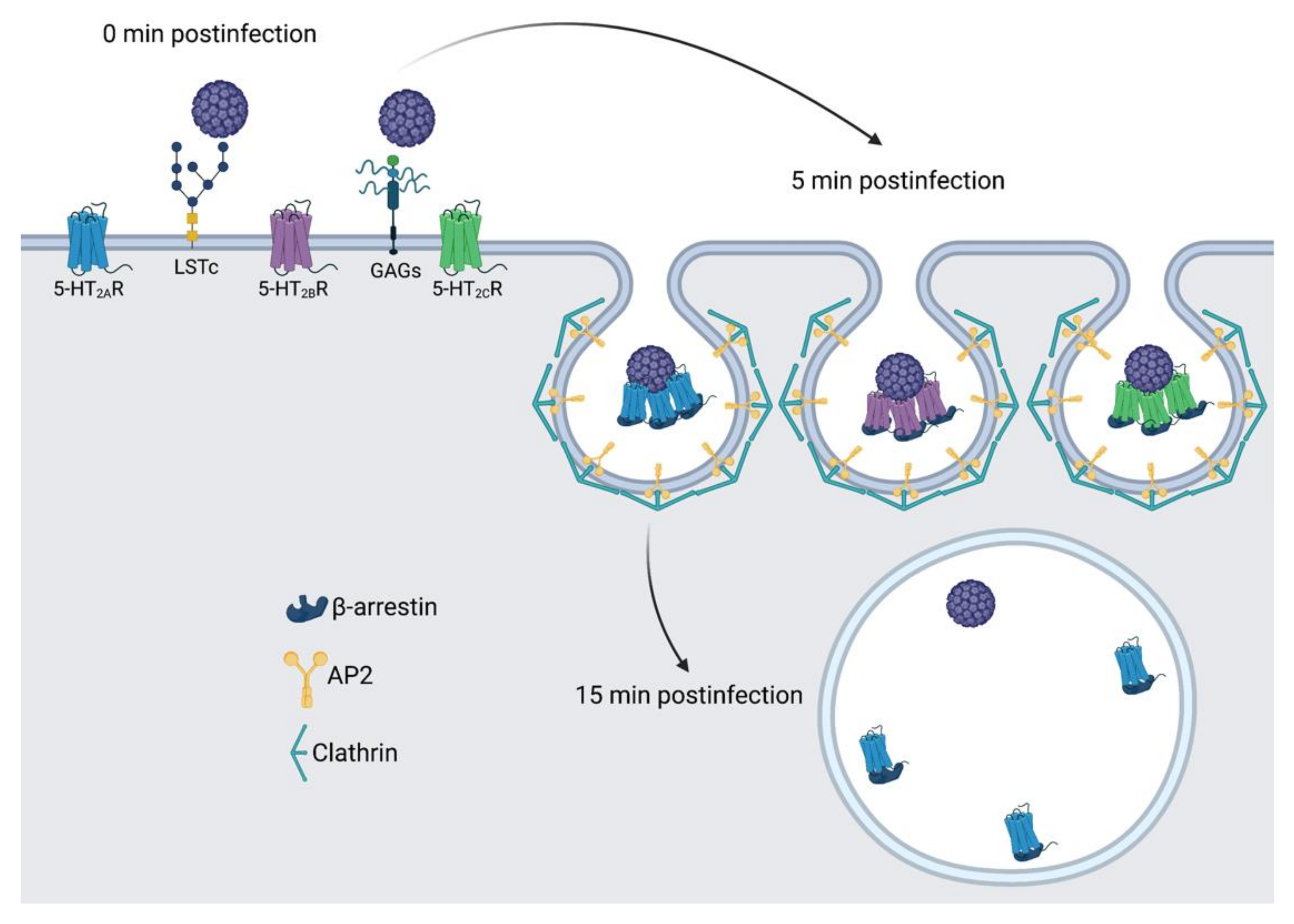 Viruses 14 02597 g008