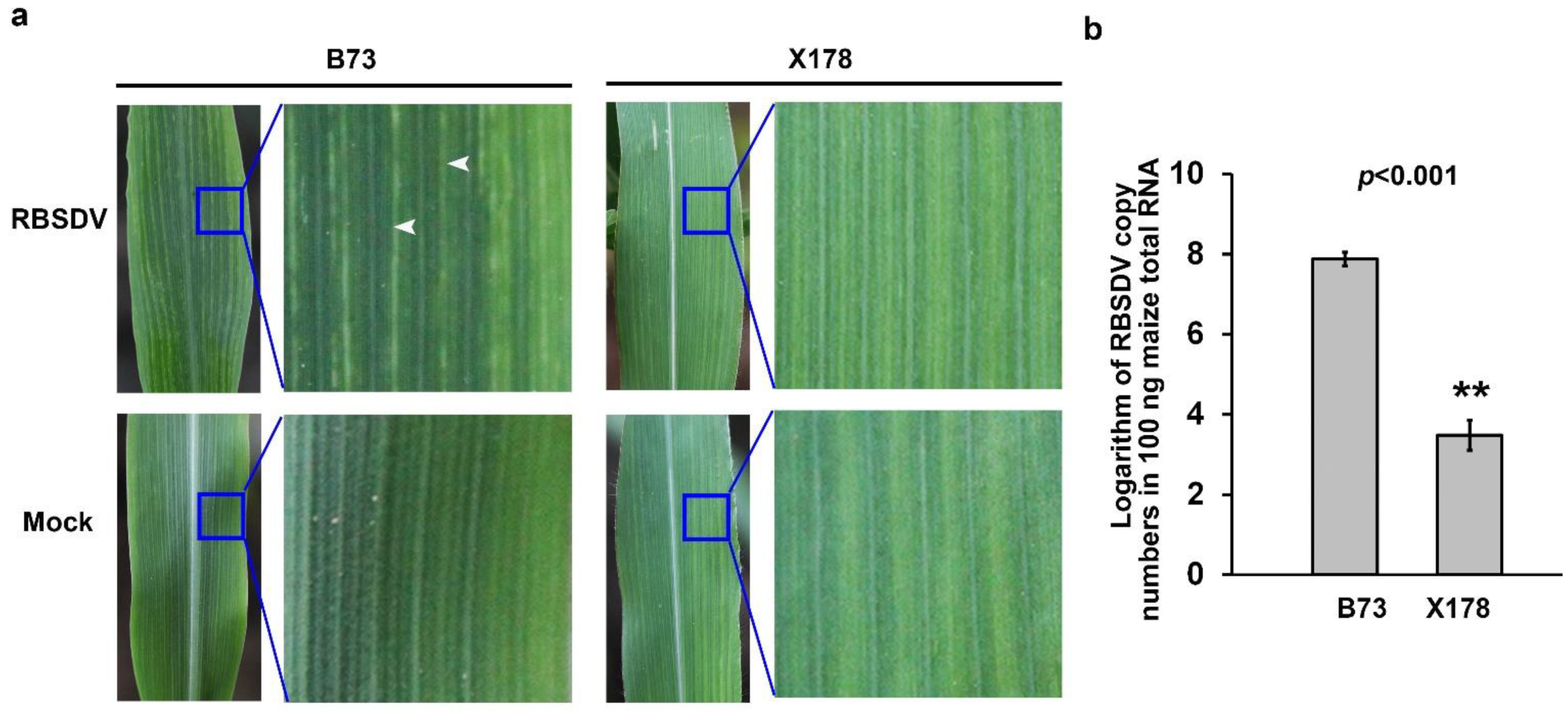 Viruses 14 02604 g001