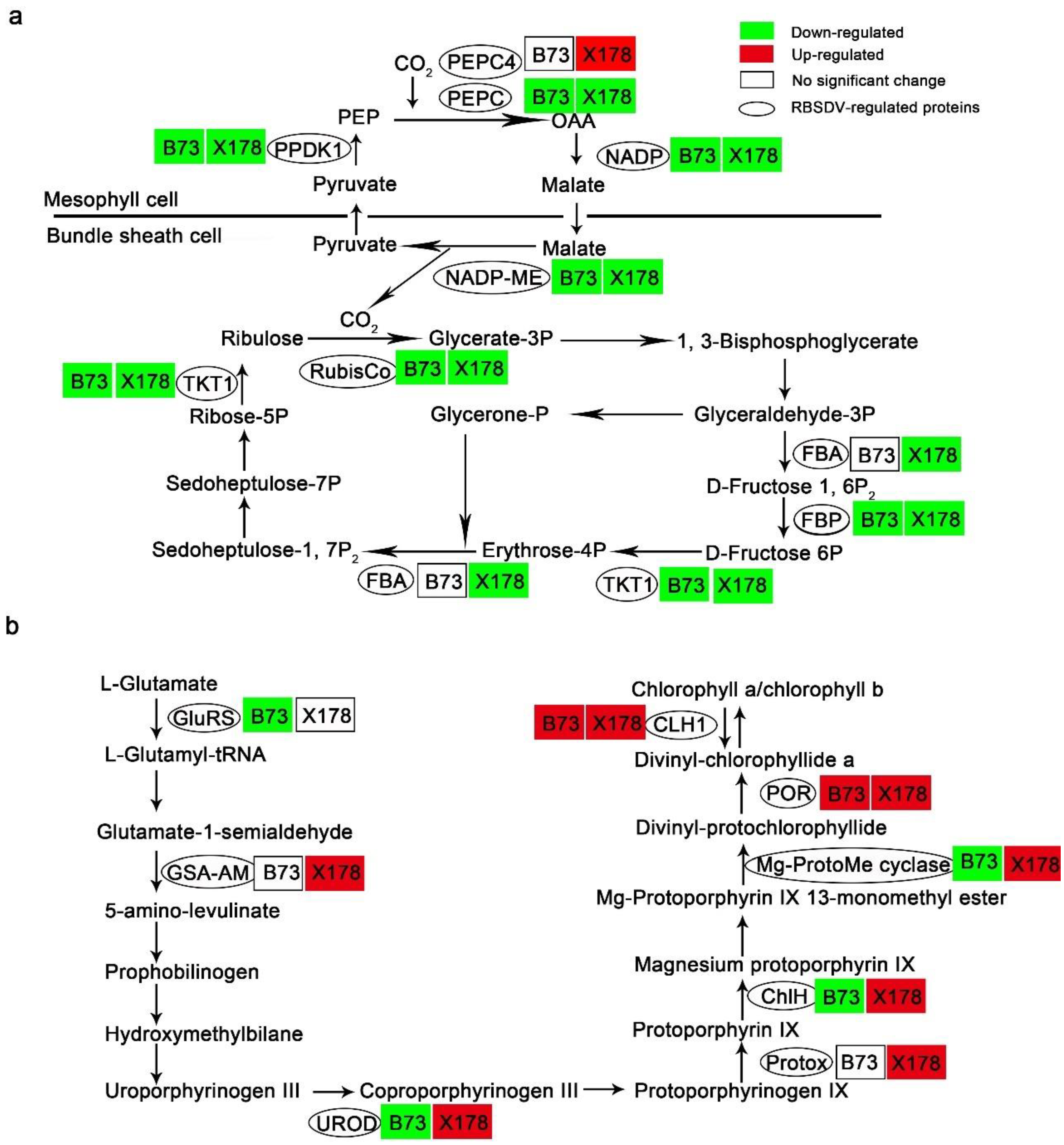 Viruses 14 02604 g006