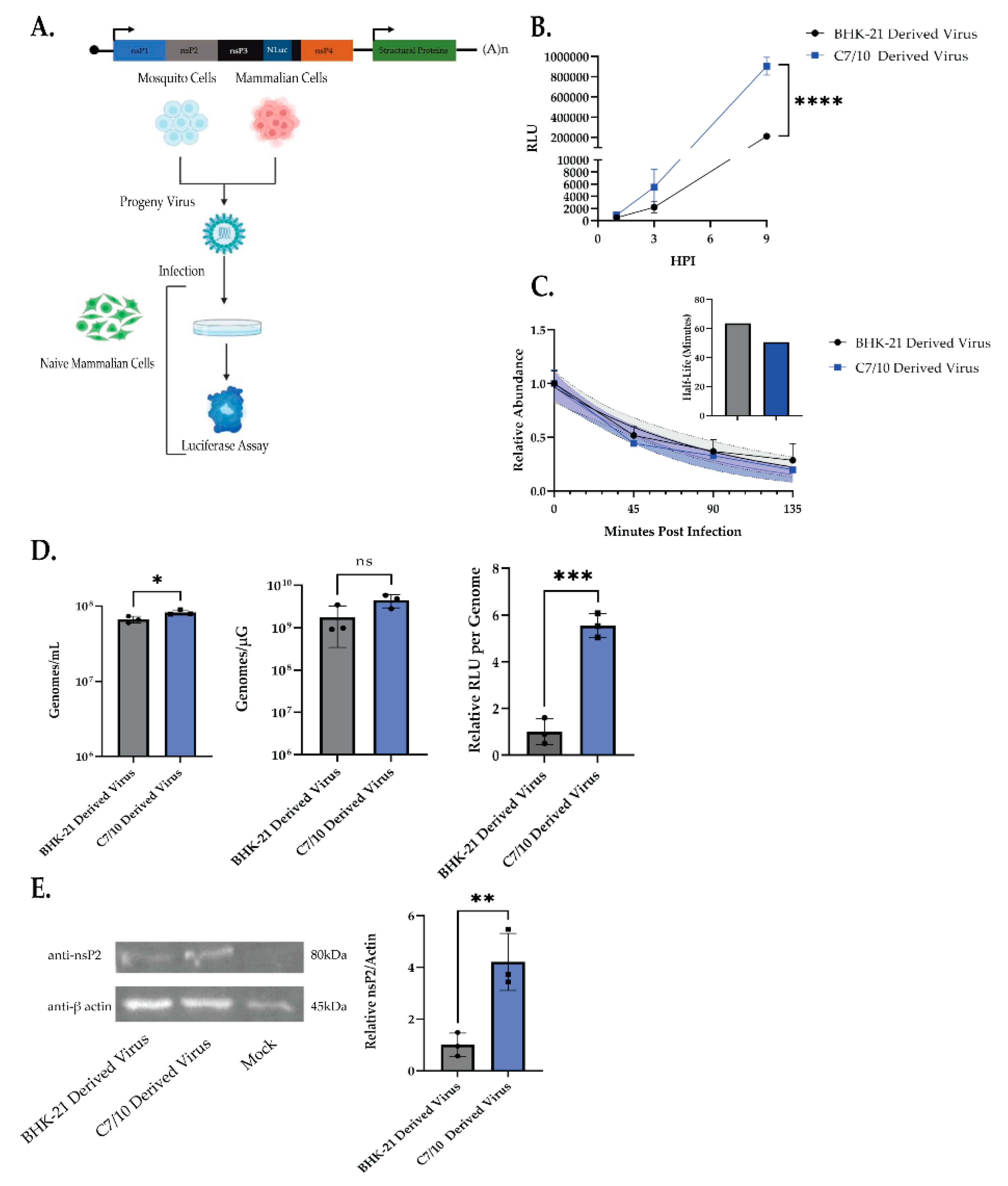 Viruses 14 02606 g002