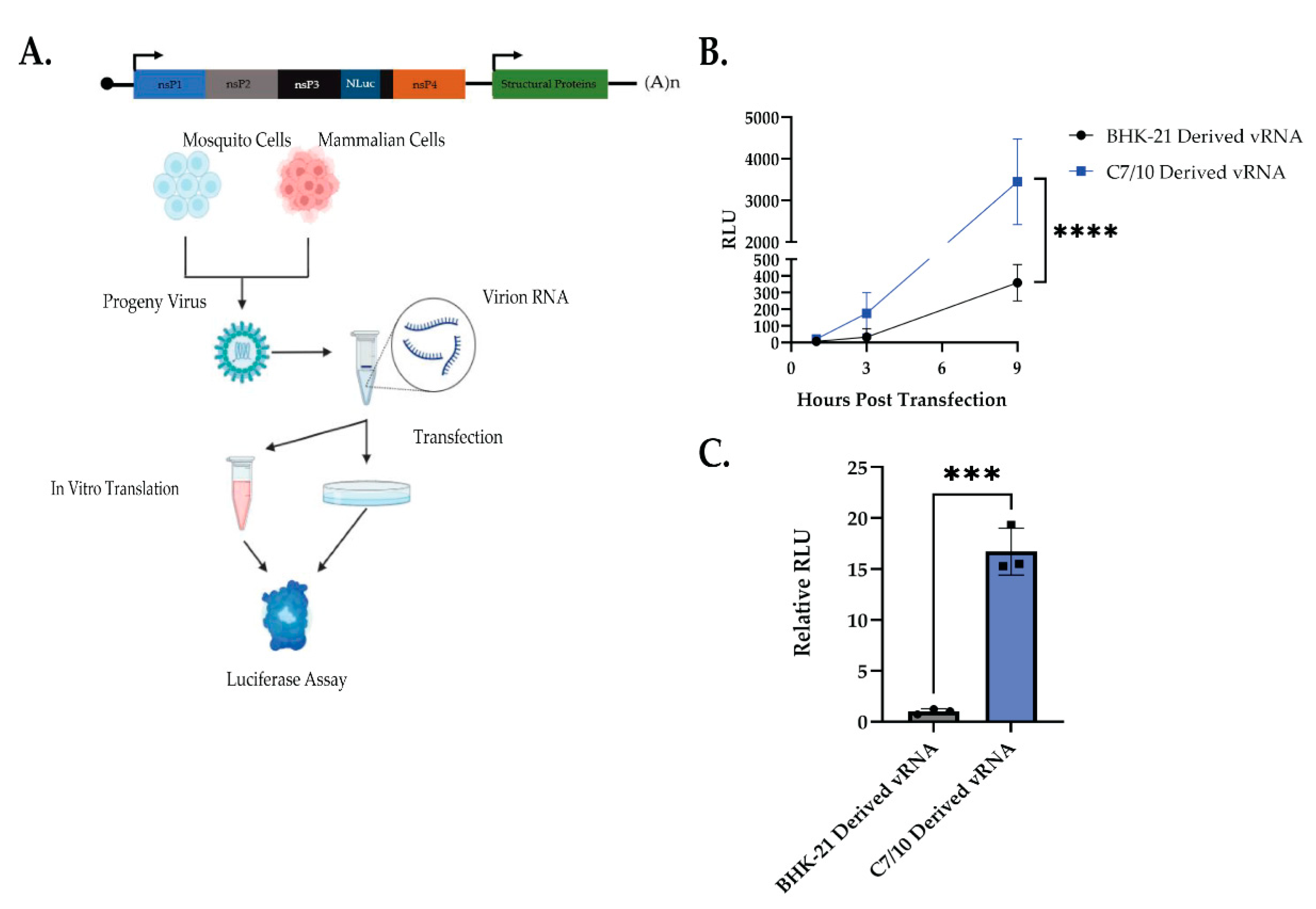 Viruses 14 02606 g003