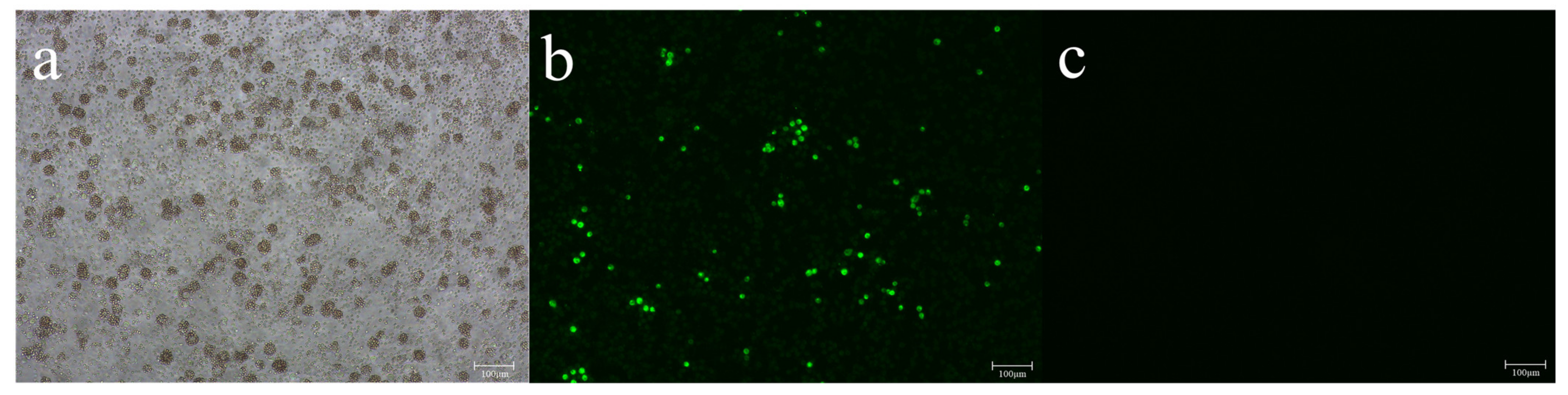 Viruses 14 02621 g002