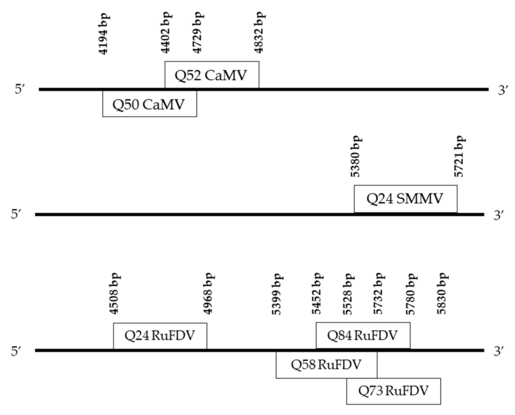 Viruses 14 02623 g004 Viruses 14 02623 g004