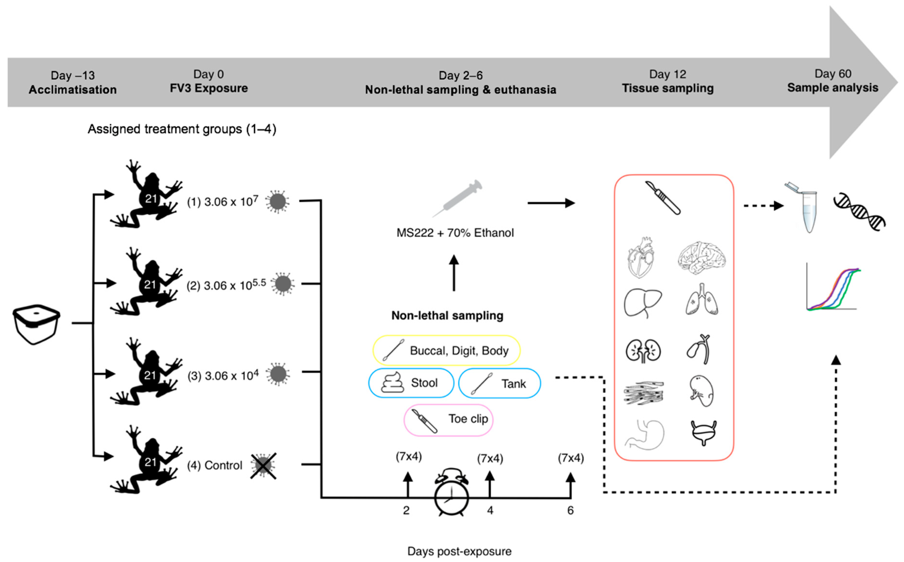 Viruses 14 02635 g001